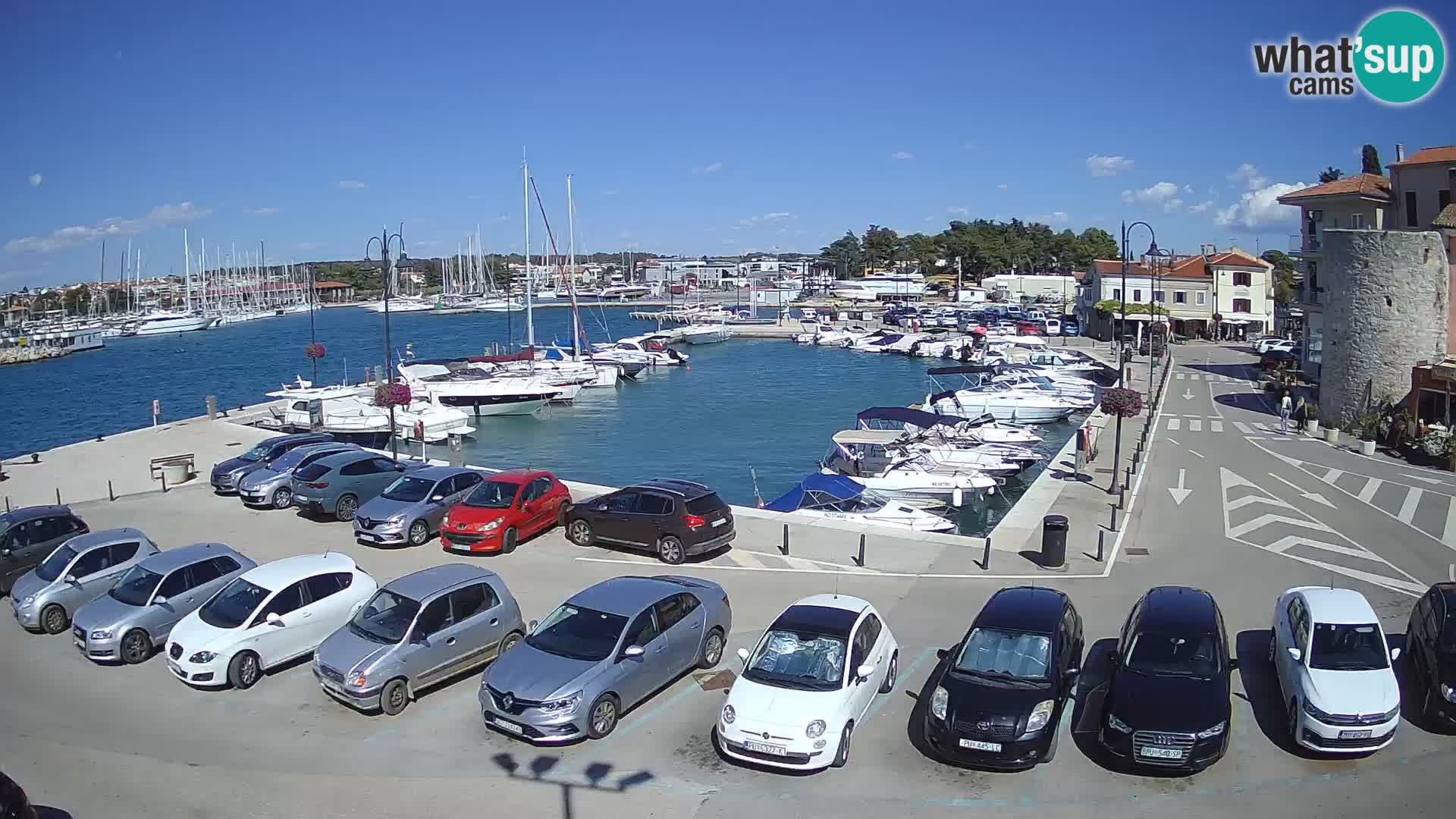 Novigrad | Porporela marina