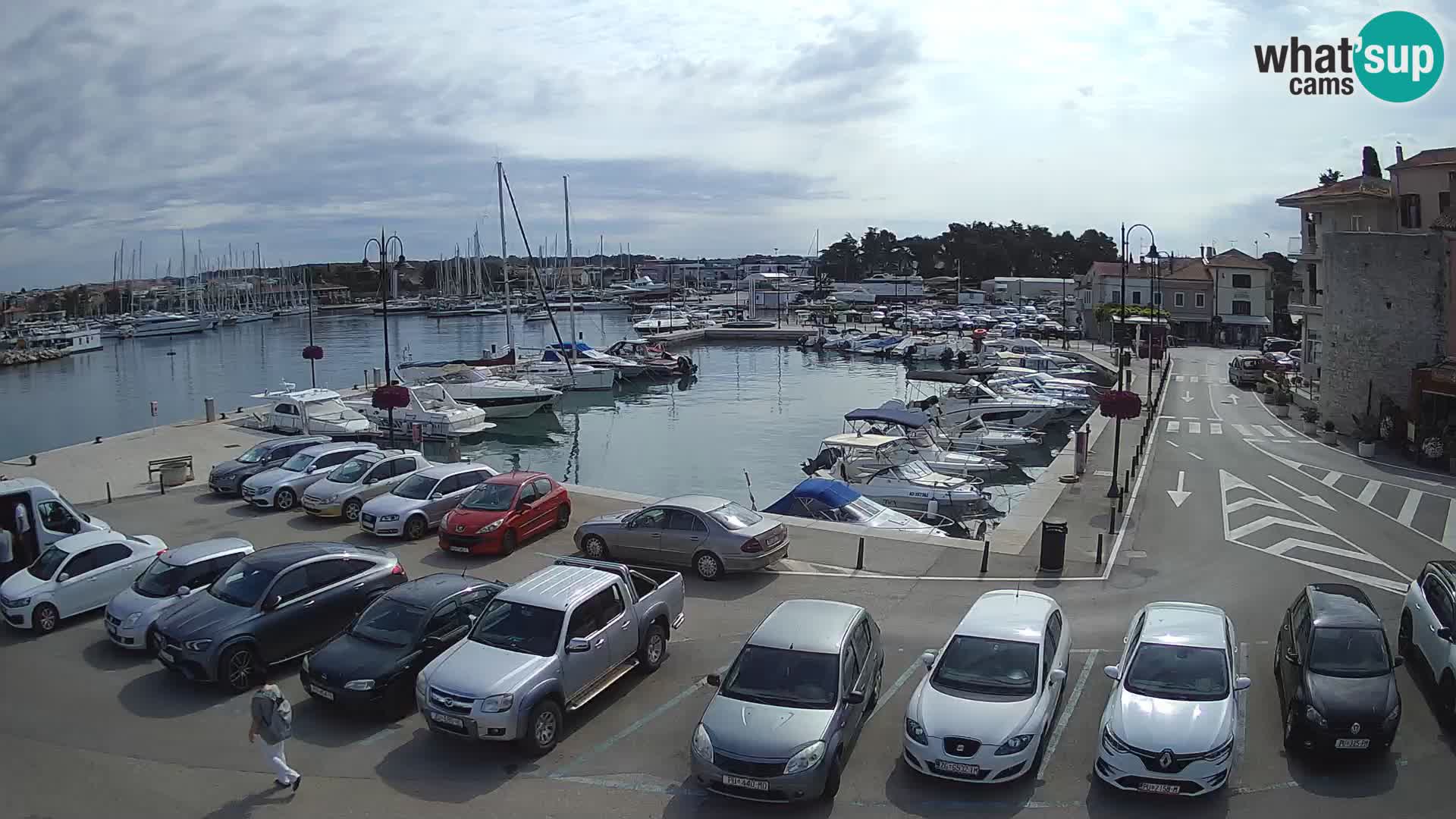 Novigrad | Porporela marina