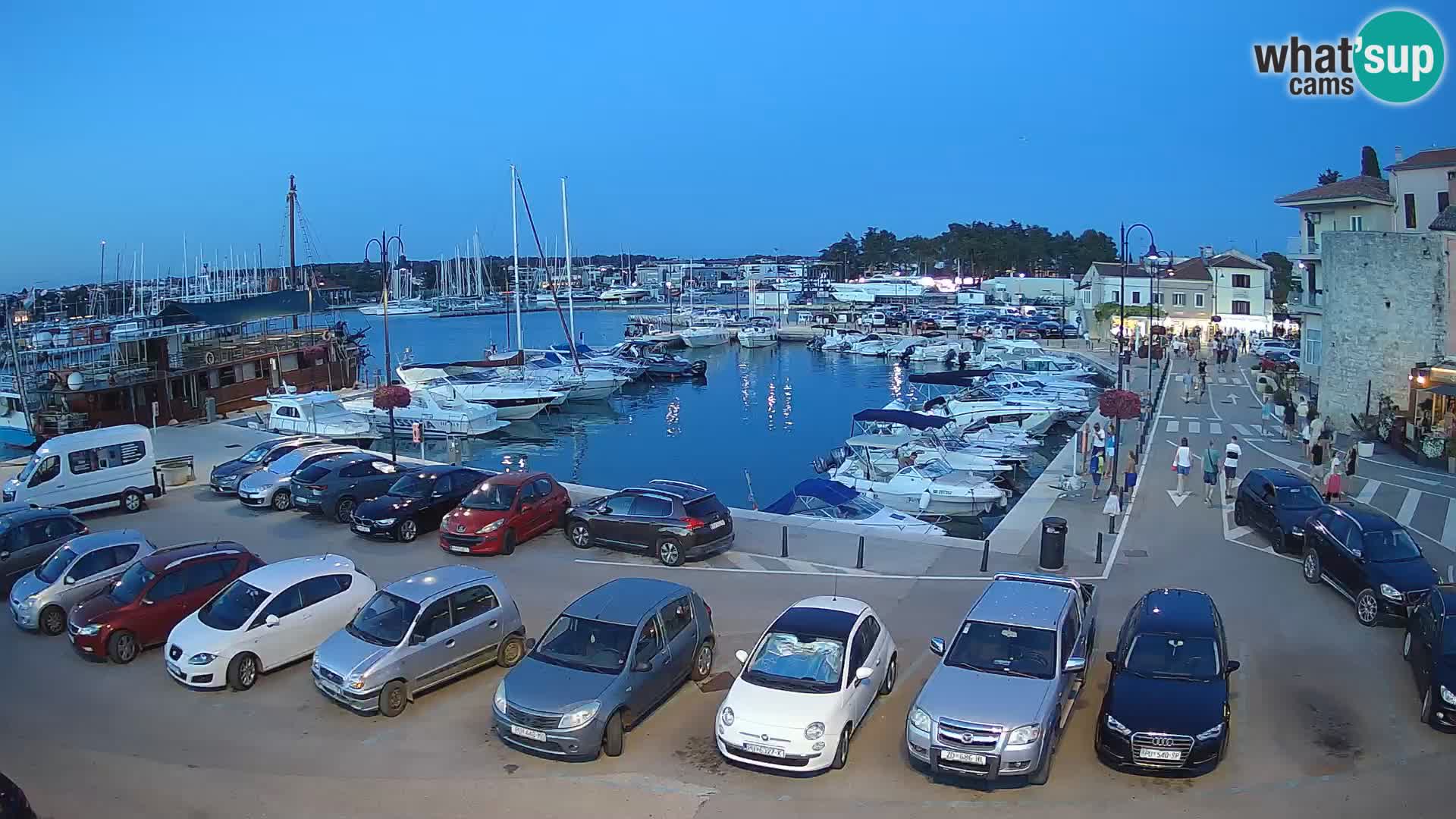 Novigrad | Porporela marina