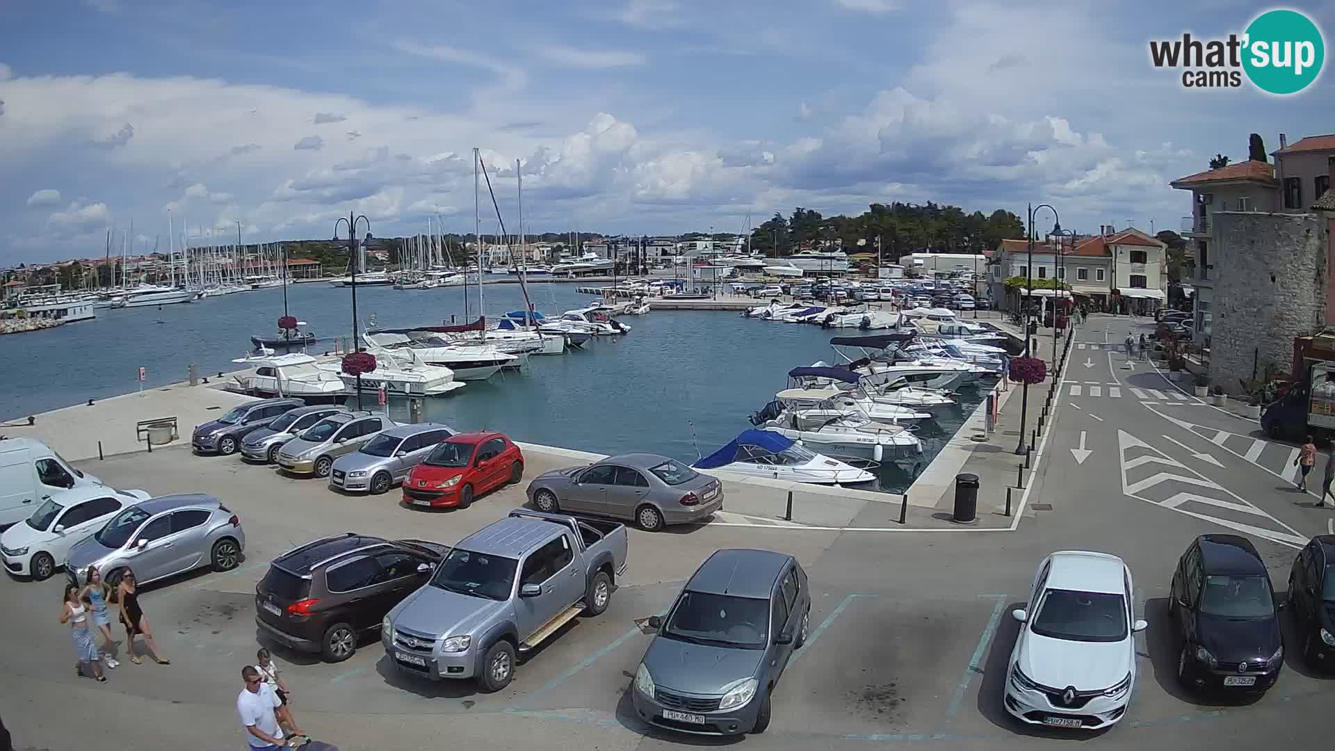 Novigrad | Porporela marina