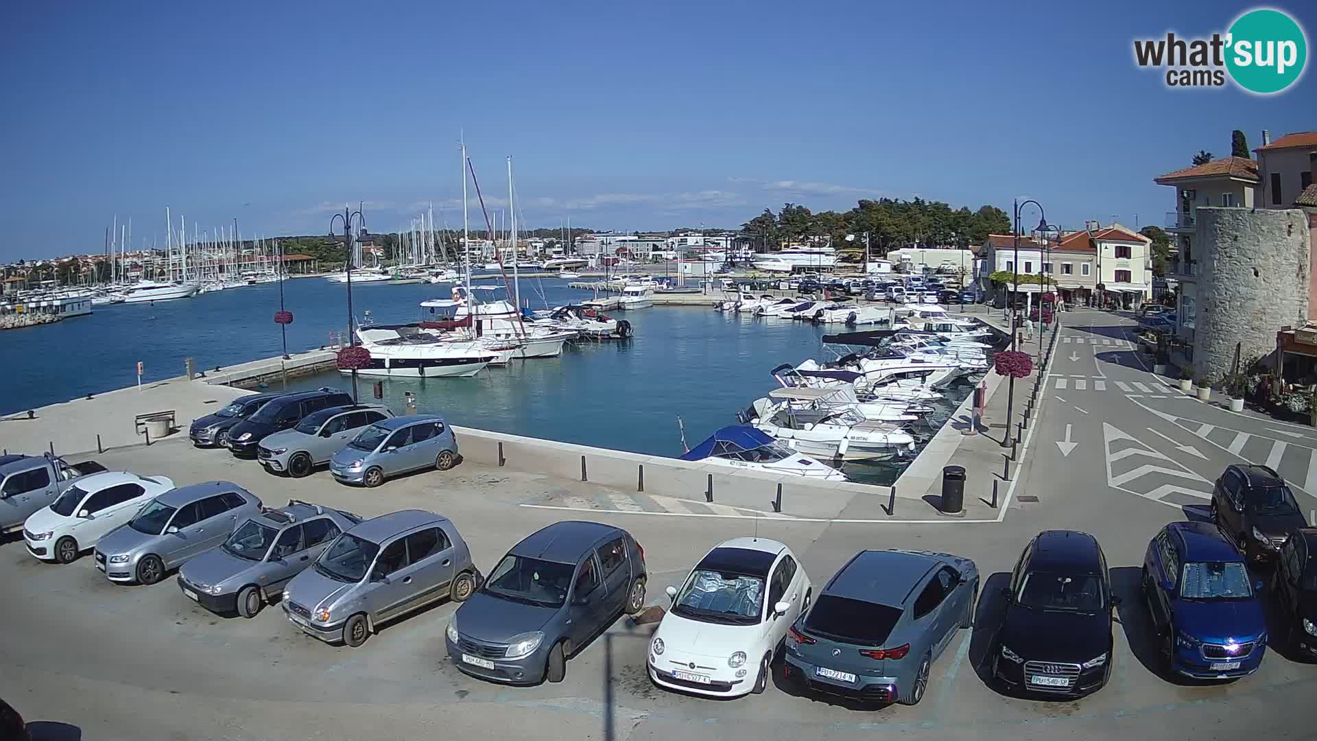 Novigrad | Porporela marina