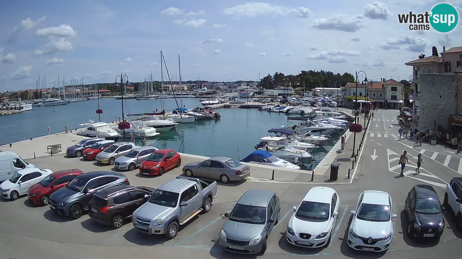 Novigrad | Porporela marina
