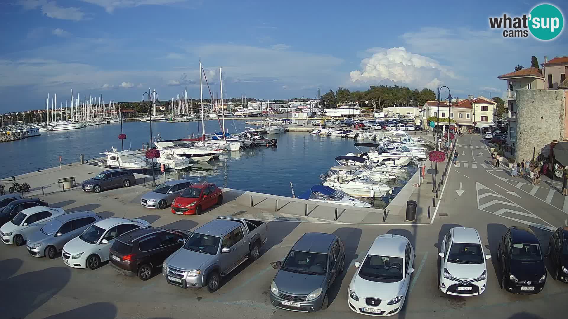 Novigrad | Porporela marina