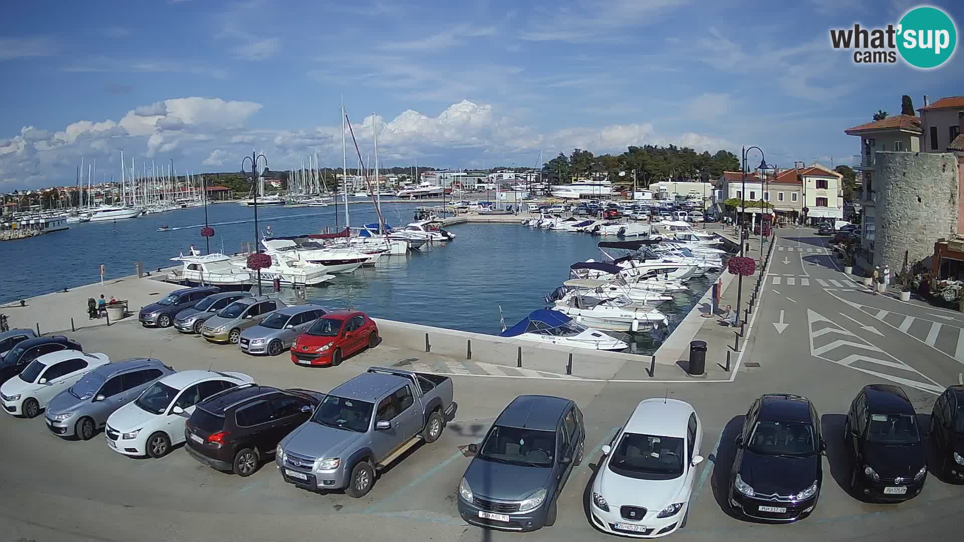 Novigrad | Porporela marina