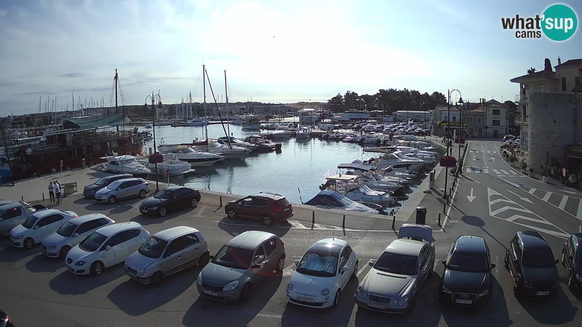 Novigrad | Porporela marina