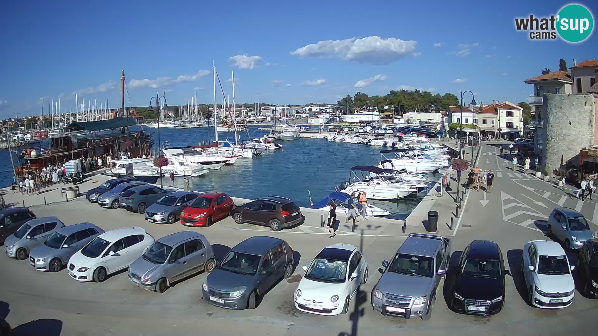 Novigrad | Porporela marina