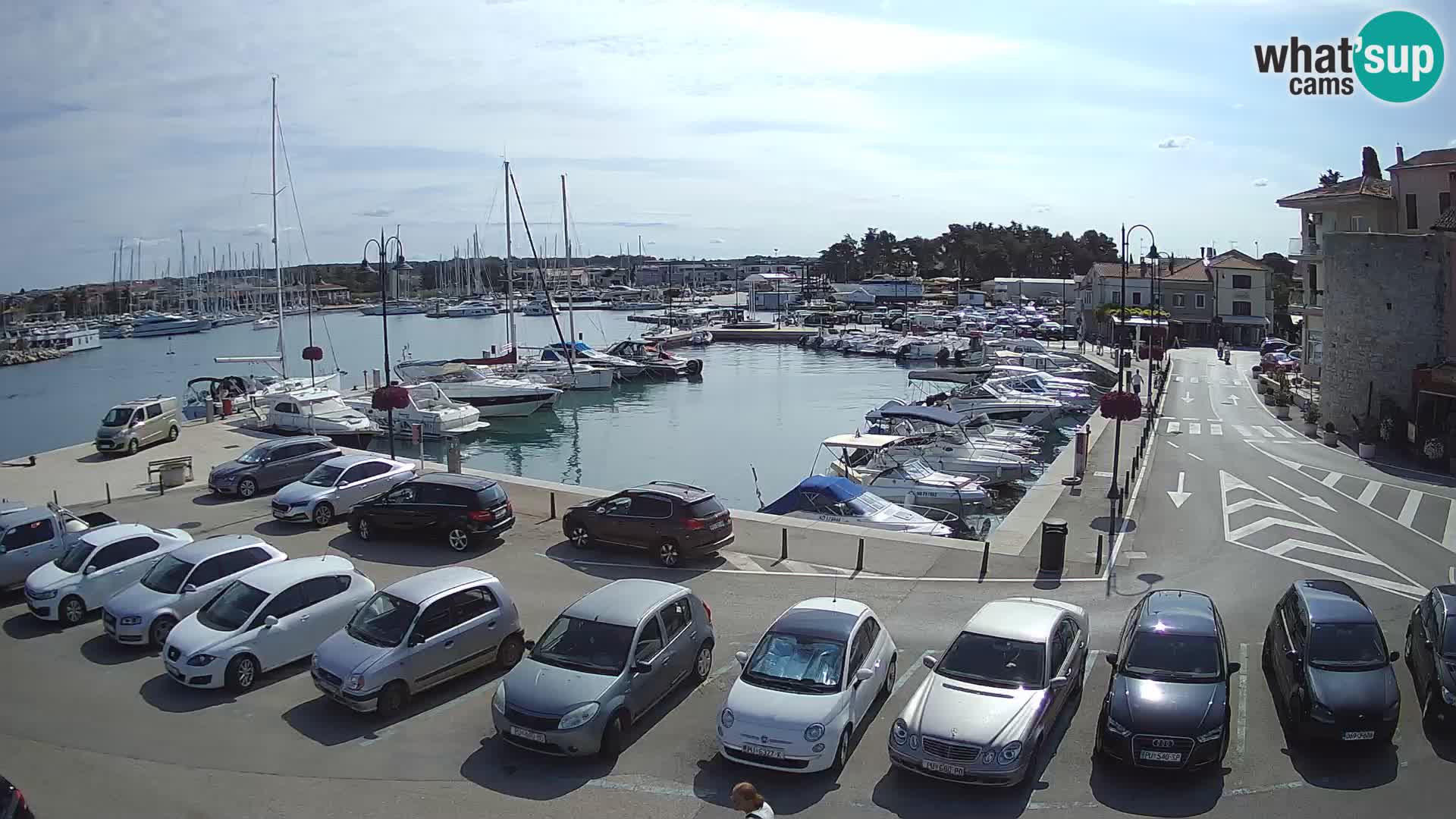 Novigrad | Porporela marina