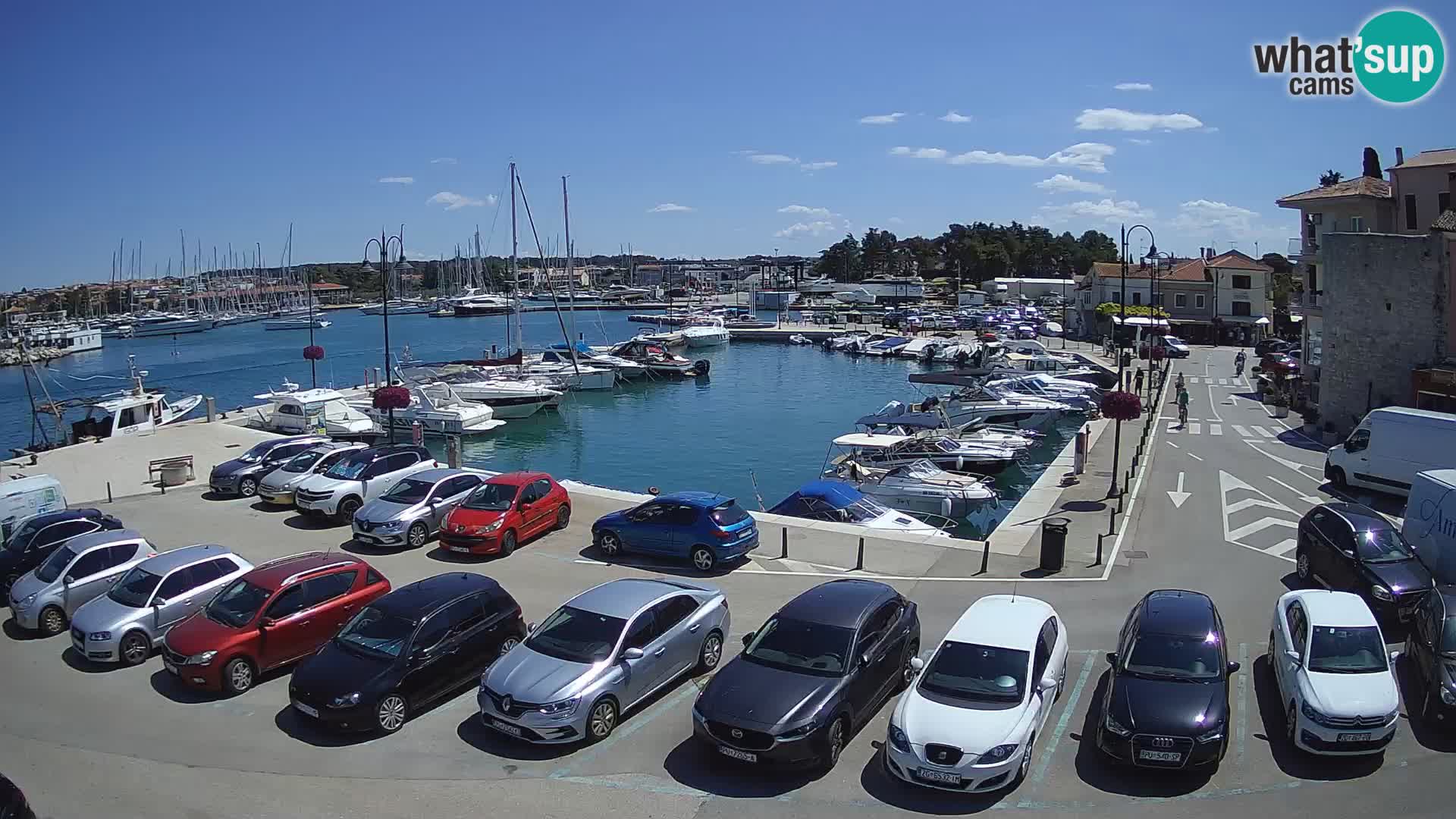 Novigrad | Porporela marina