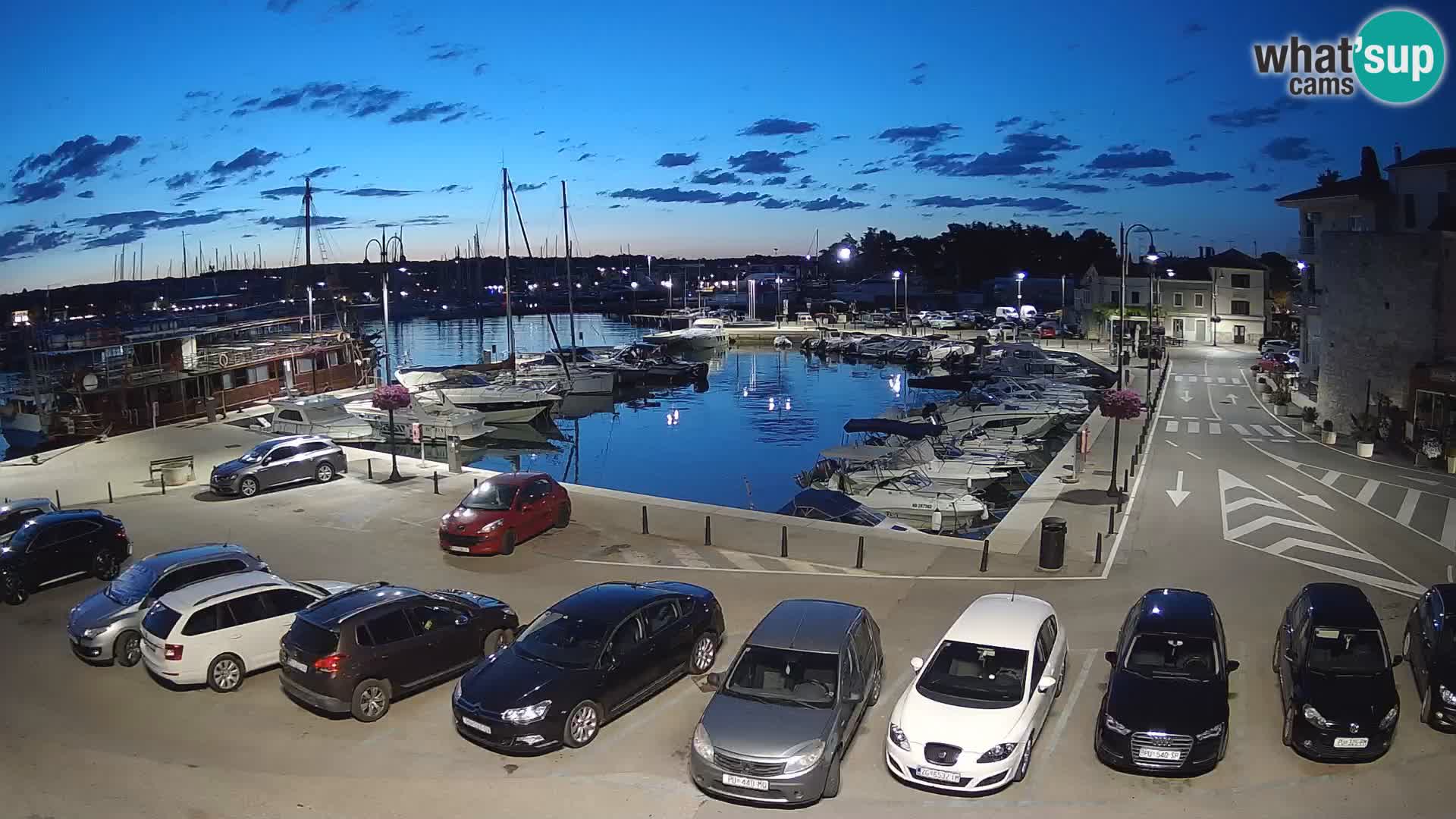 Novigrad | Porporela marina