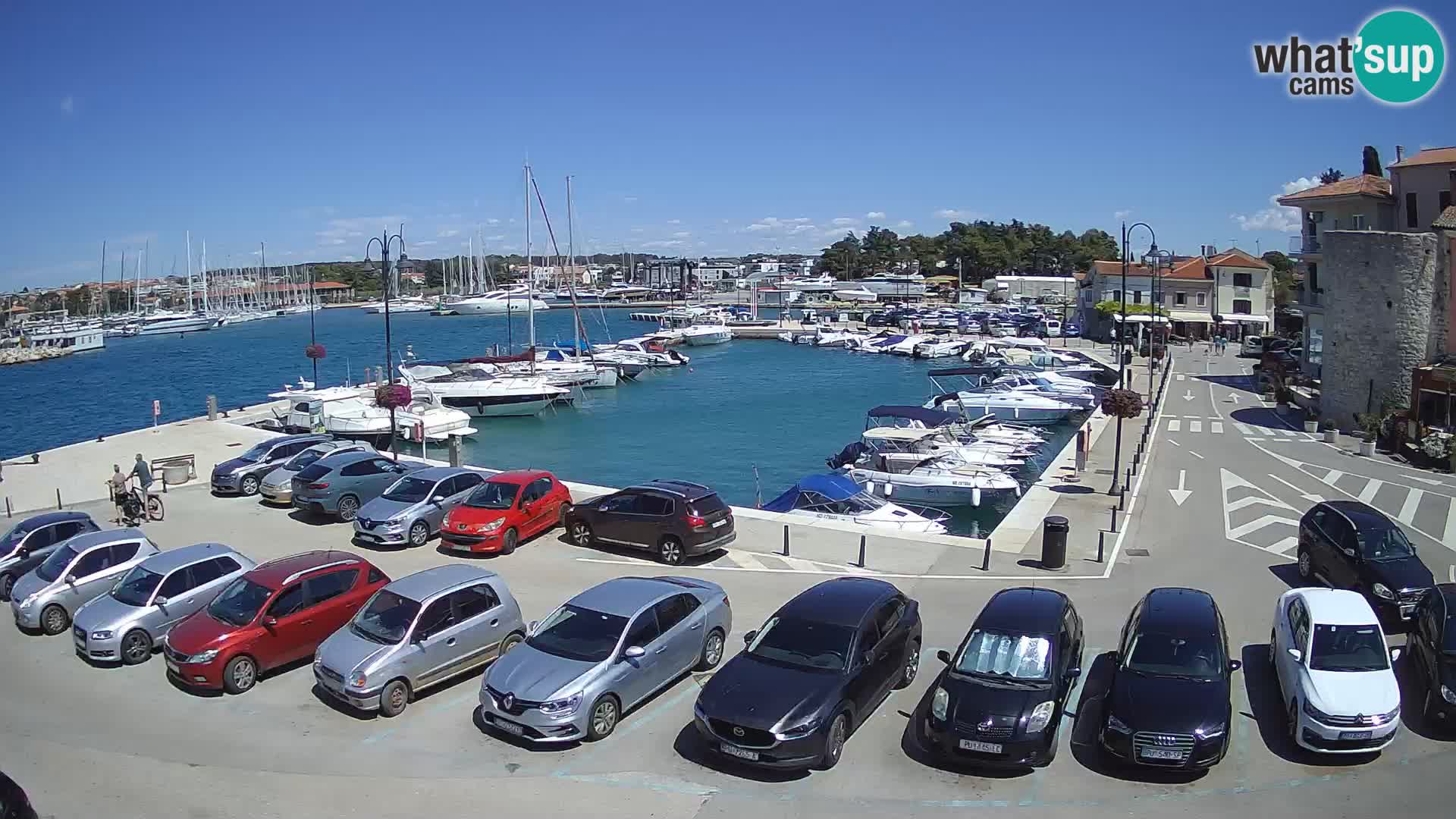 Novigrad | Porporela marina