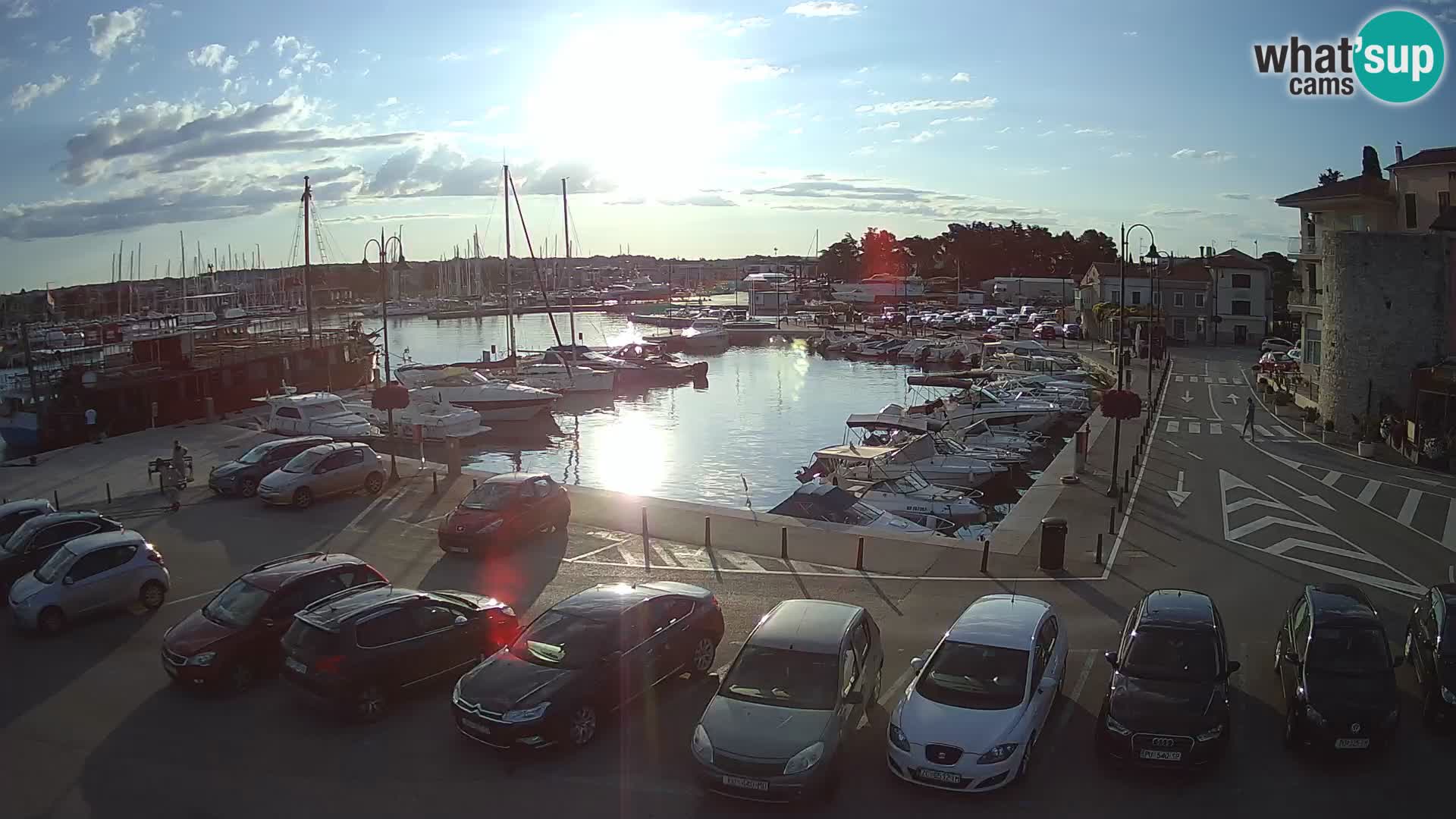 Novigrad | Porporela marina