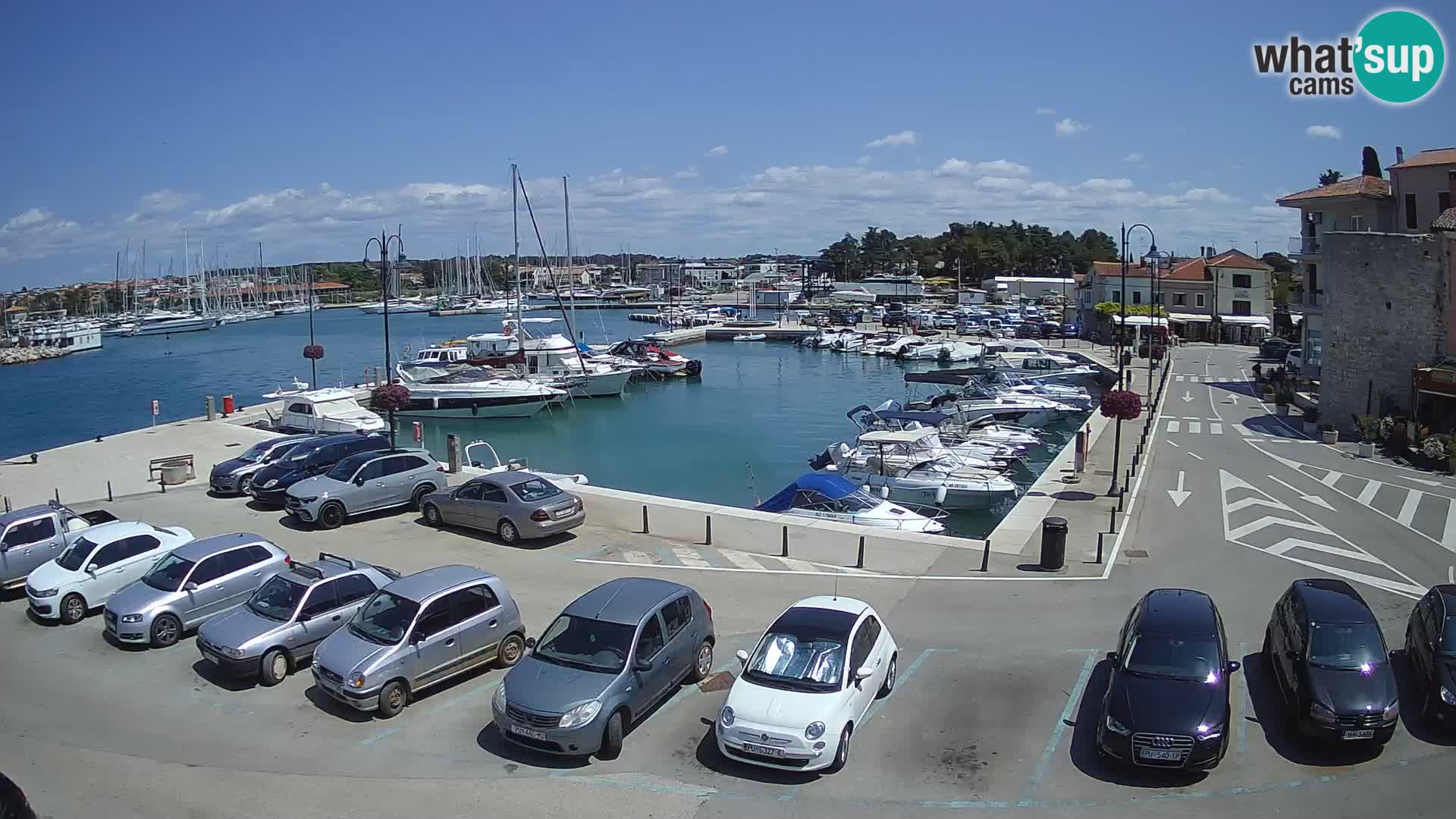 Novigrad | Porporela marina