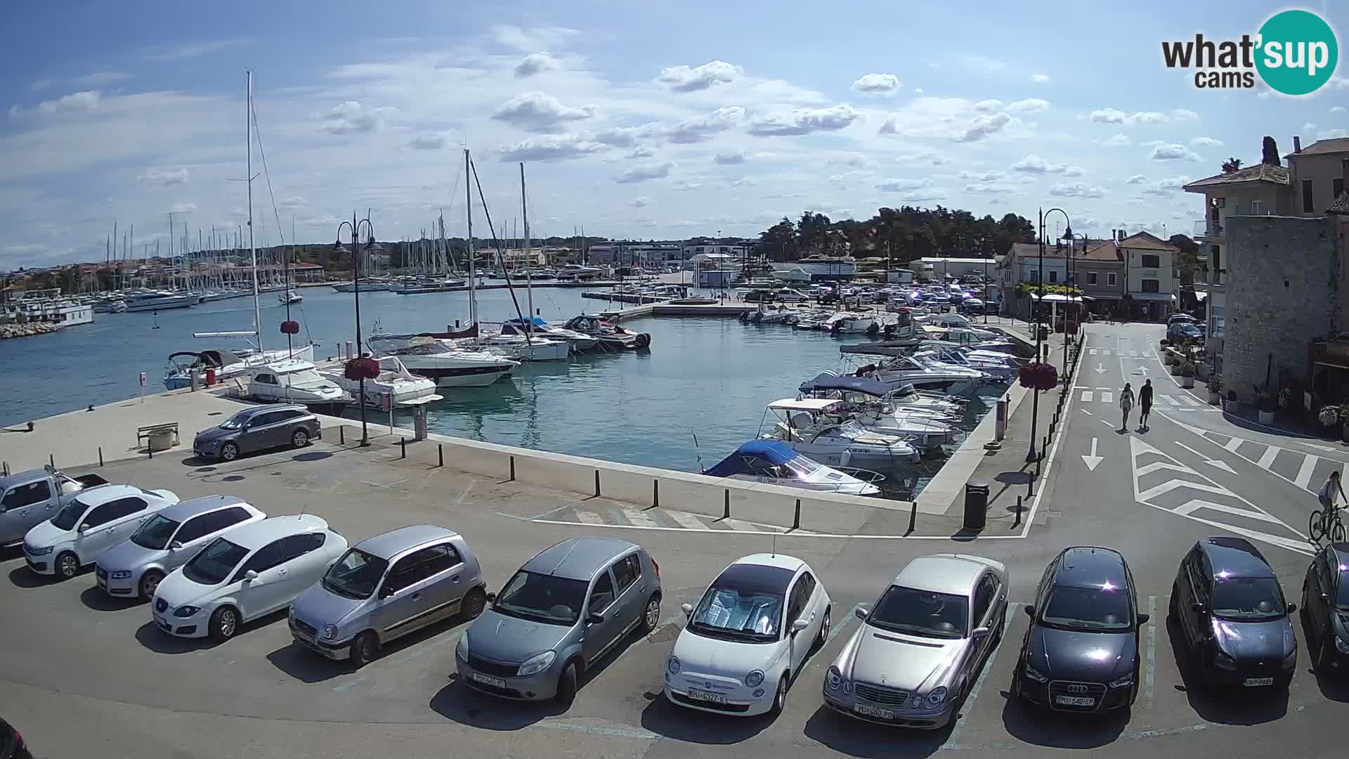 Novigrad | Porporela marina