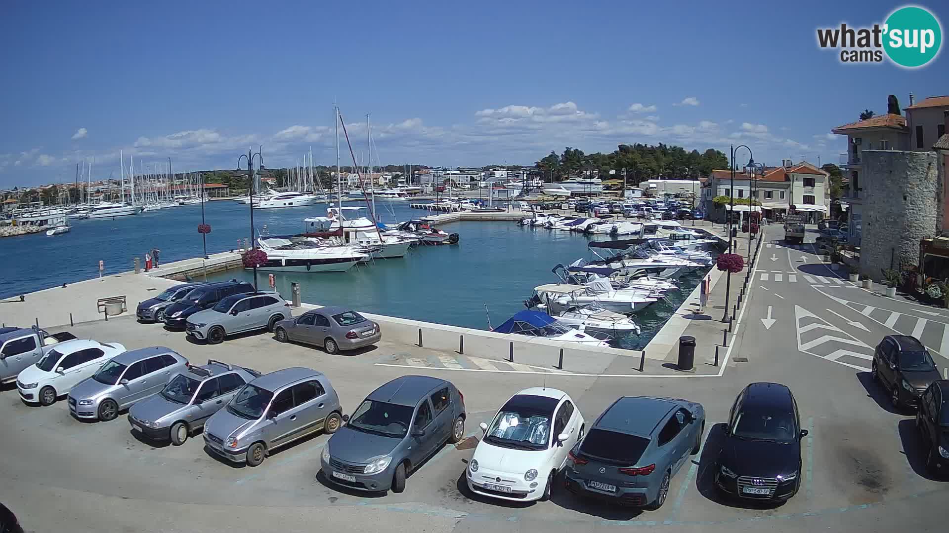 Novigrad | Porporela marina