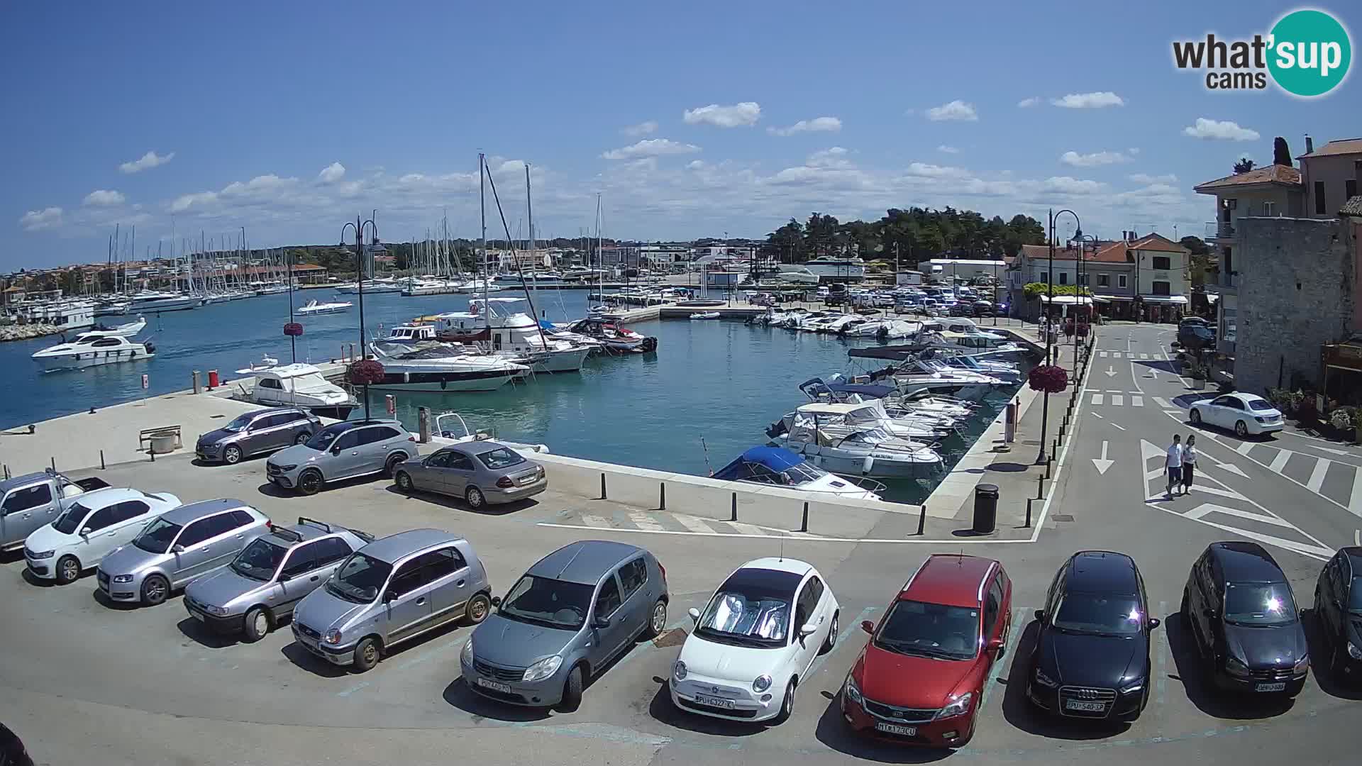 Novigrad | Porporela marina