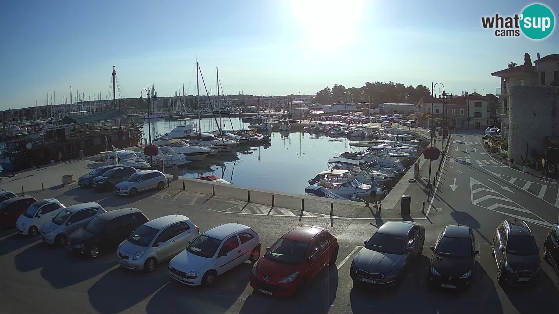 Novigrad | Porporela marina