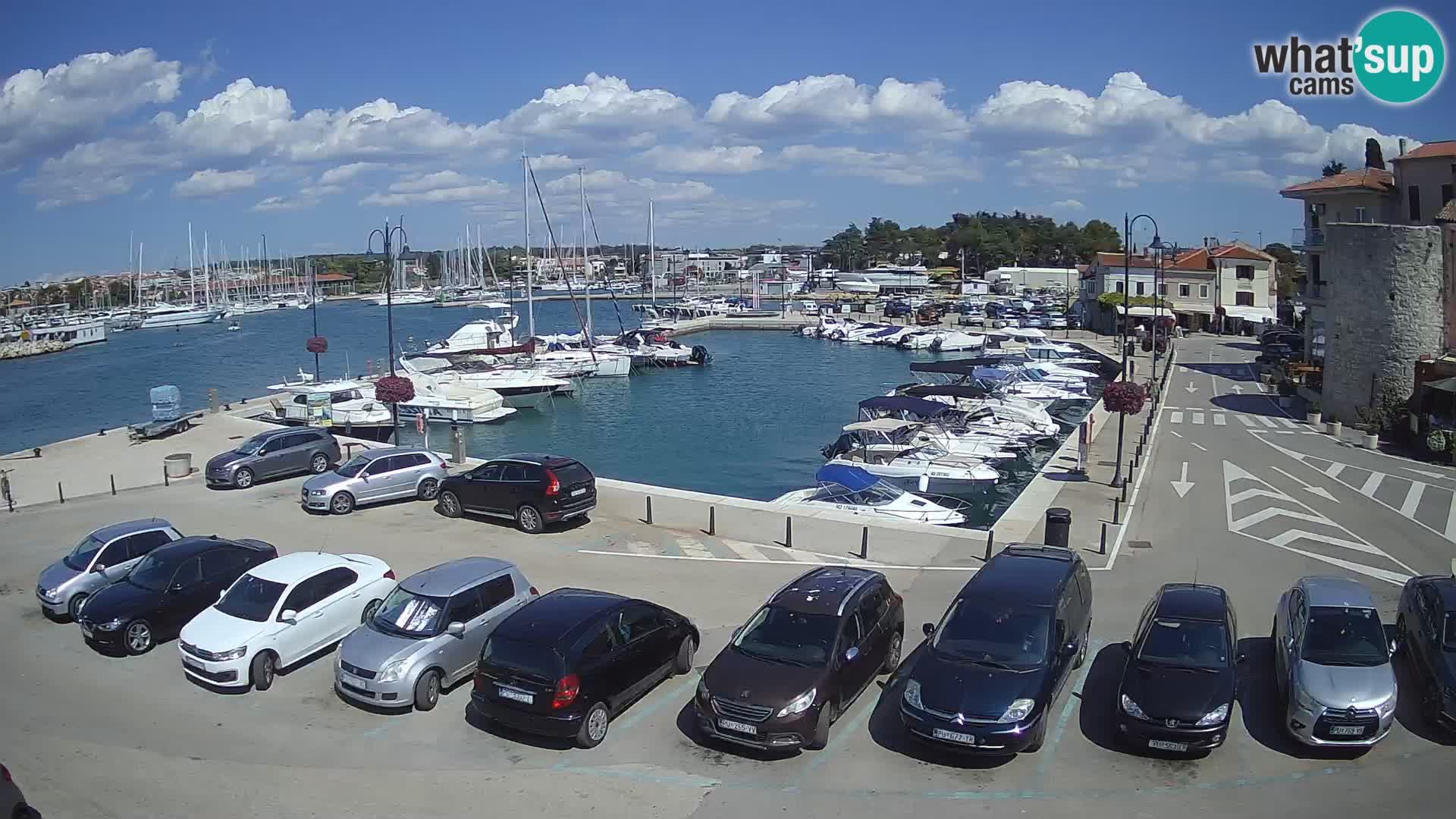 Novigrad | Porporela marina