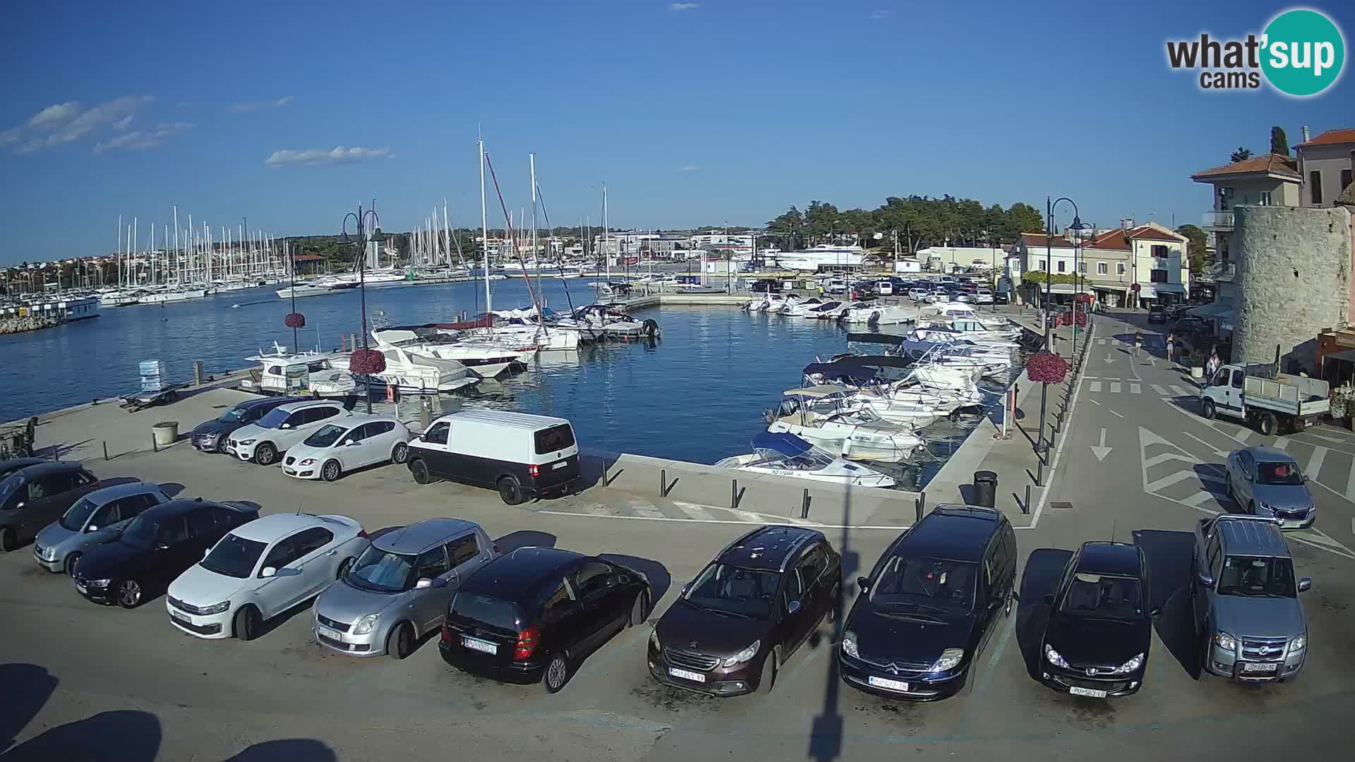 Novigrad | Porporela marina