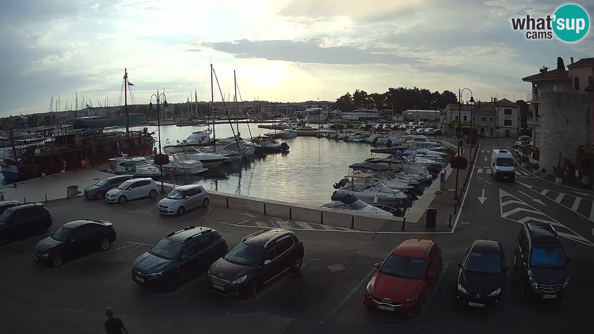 Novigrad | Porporela marina