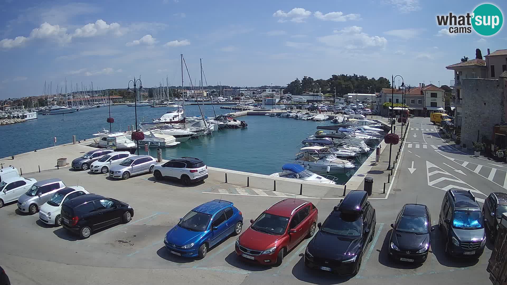 Novigrad | Porporela marina