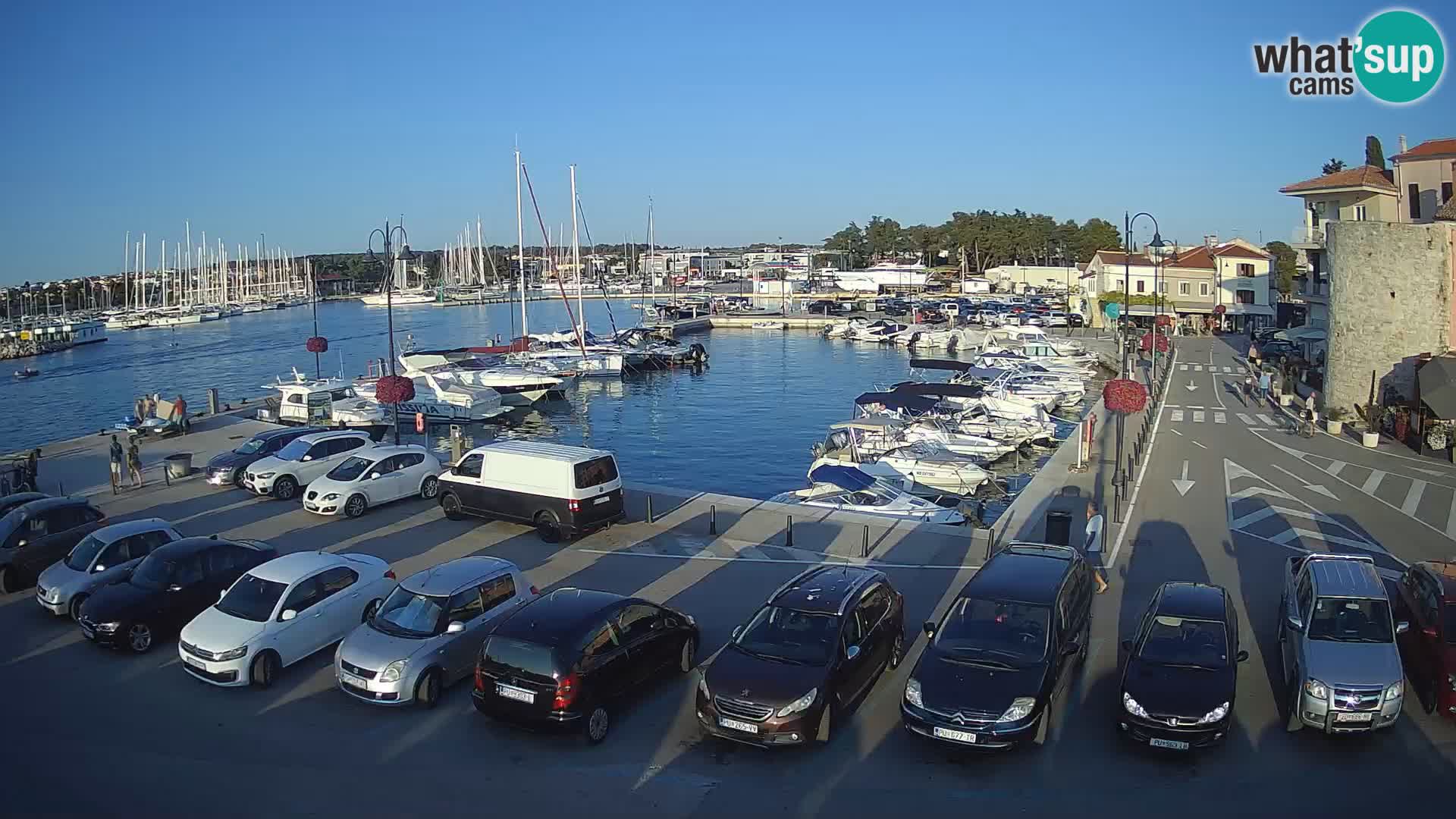 Novigrad | Porporela marina