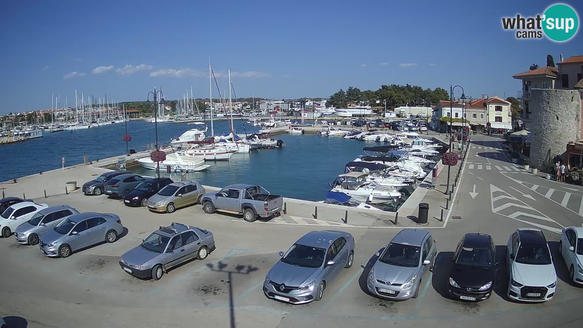 Novigrad | Porporela marina