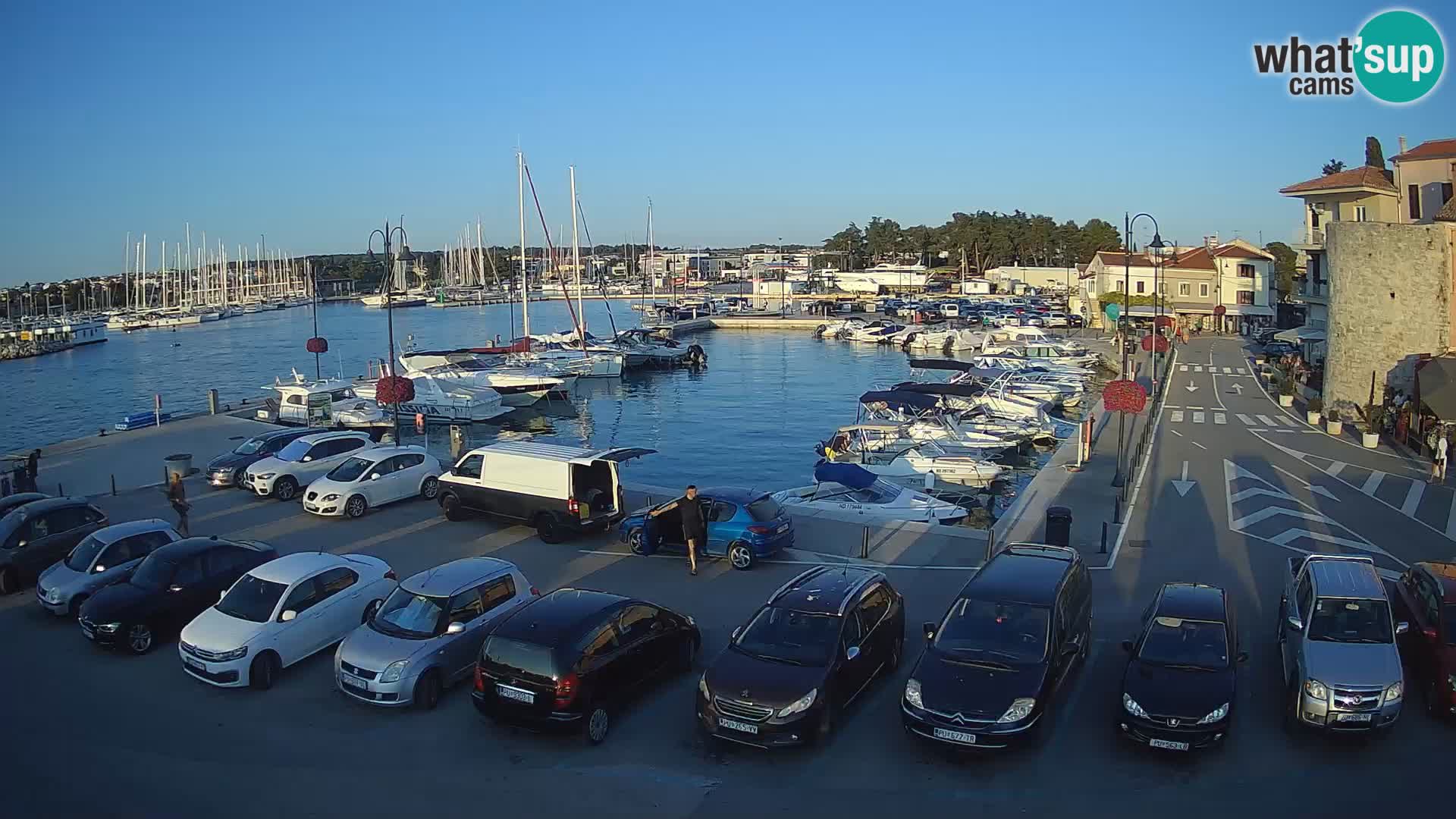 Novigrad | Porporela marina