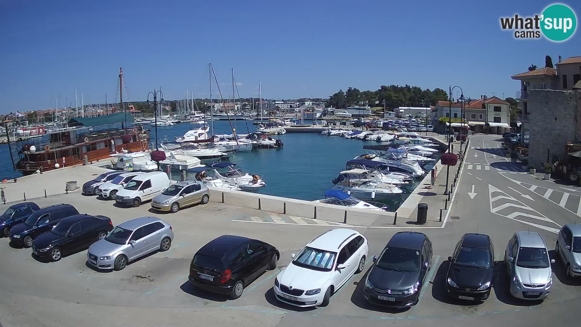 Novigrad | Porporela marina