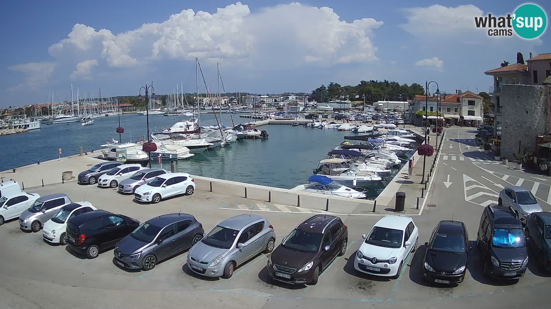 Novigrad | Porporela marina