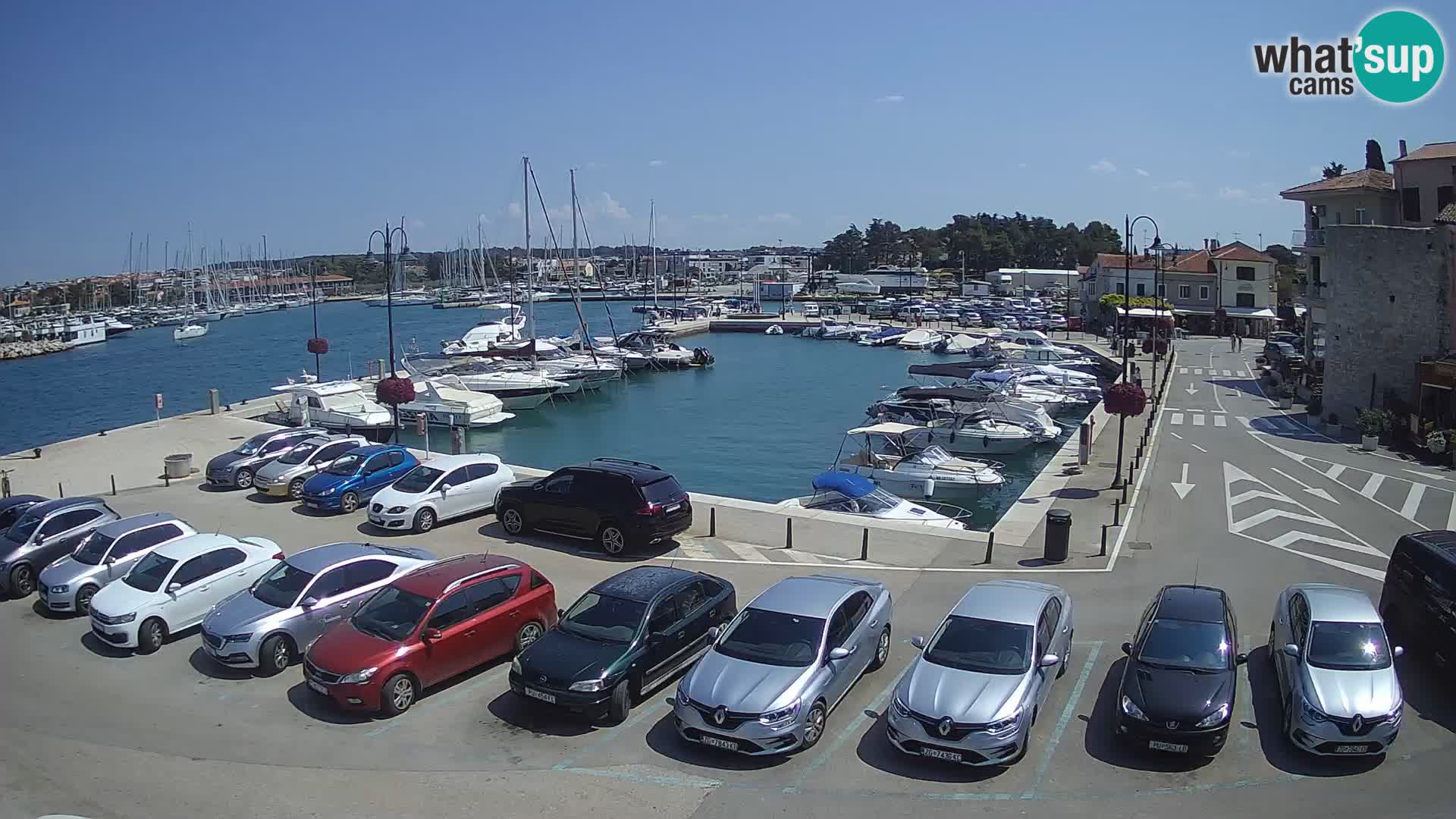 Novigrad | Porporela marina