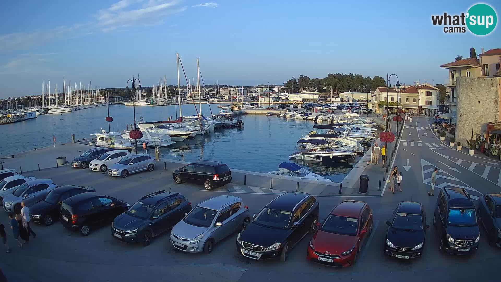 Novigrad | Porporela marina