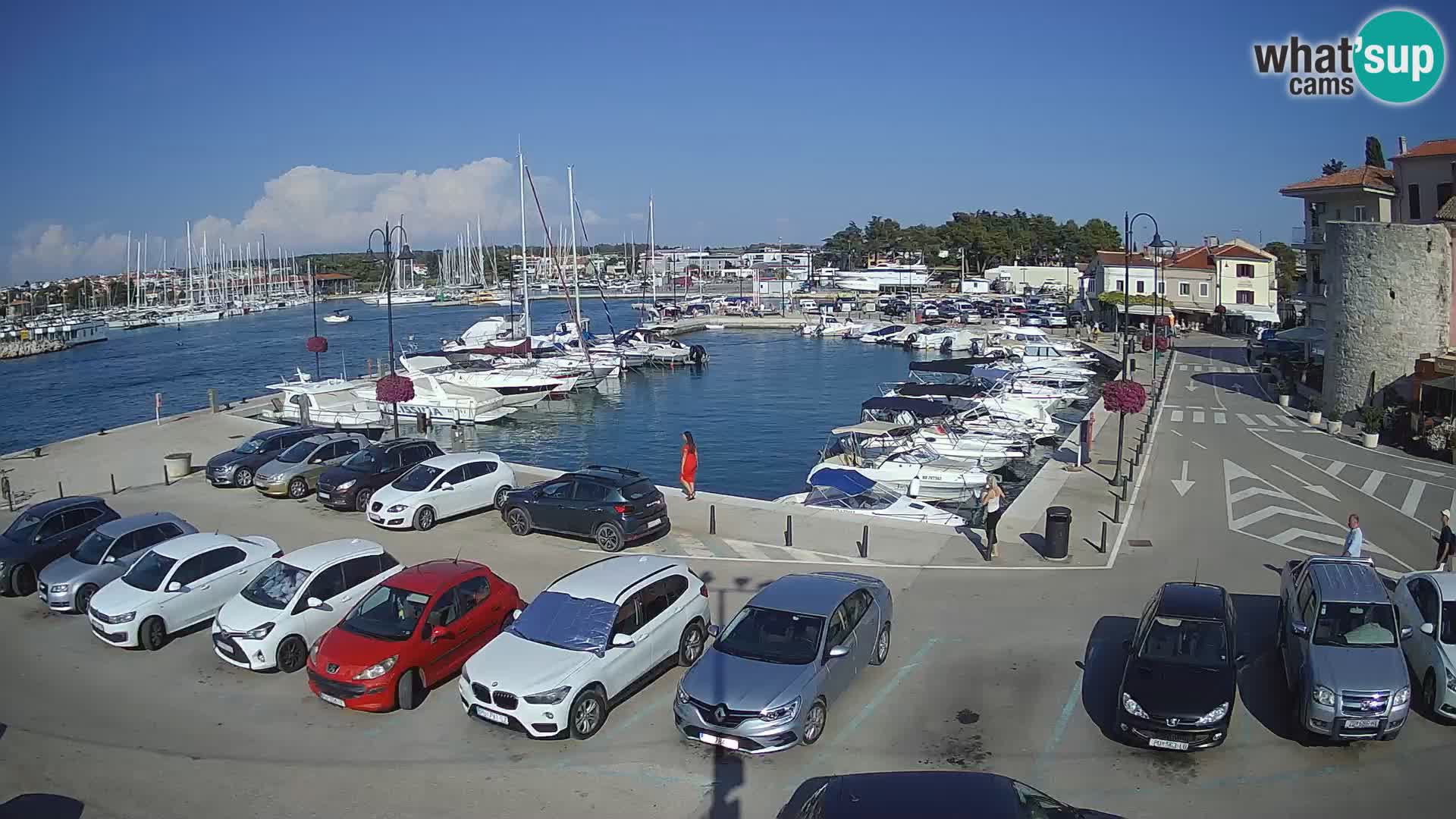 Novigrad | Porporela marina