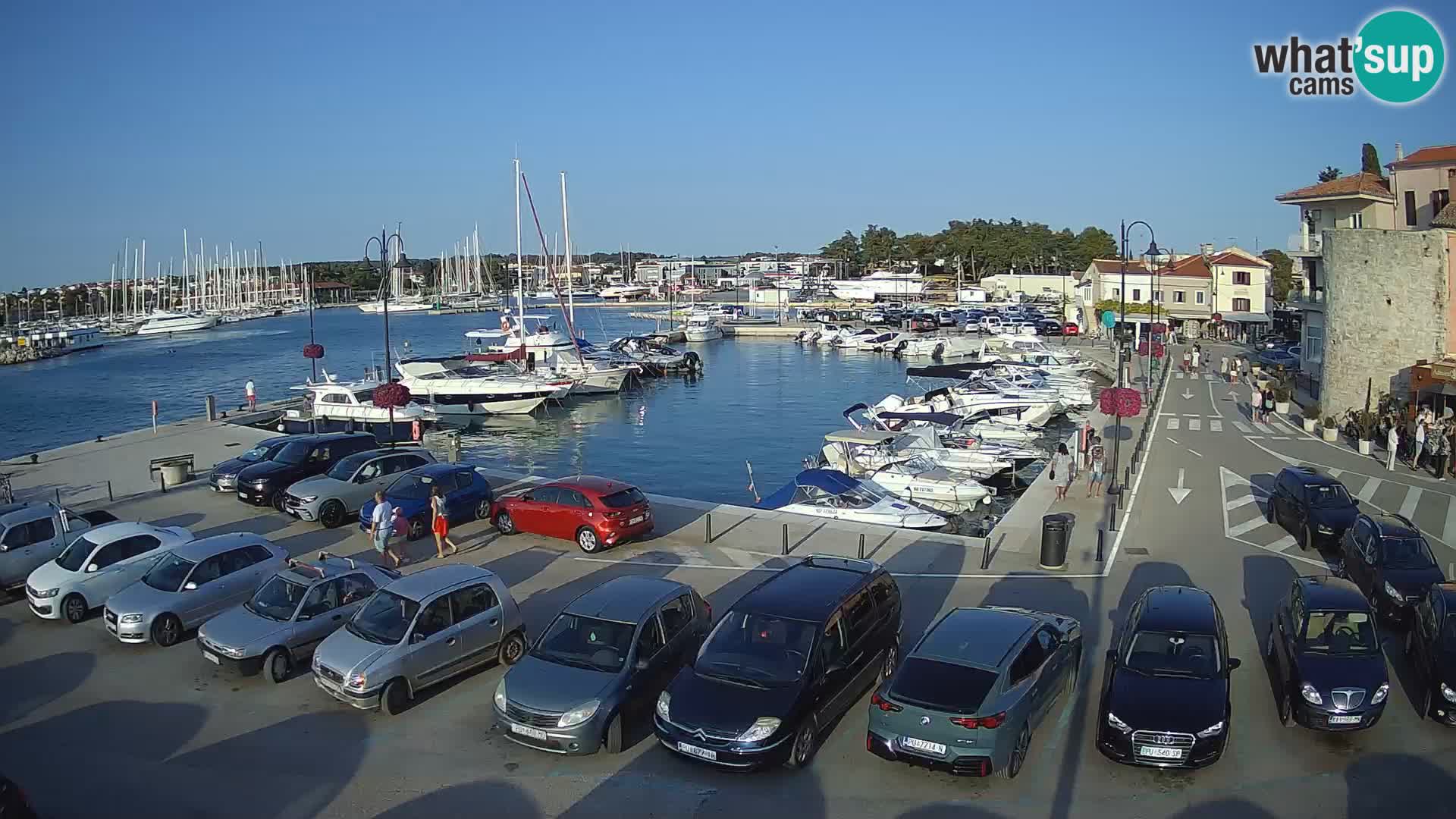 Novigrad | Porporela marina
