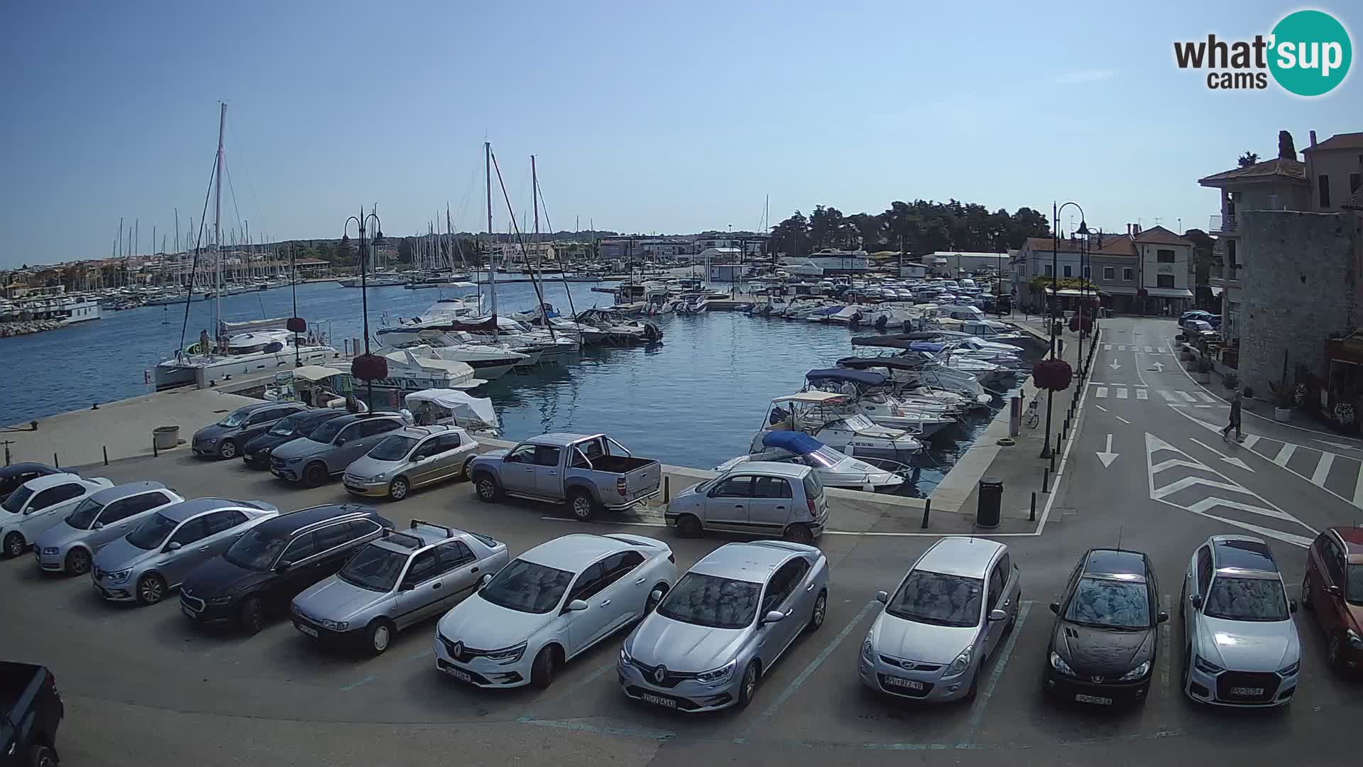 Novigrad | Porporela marina