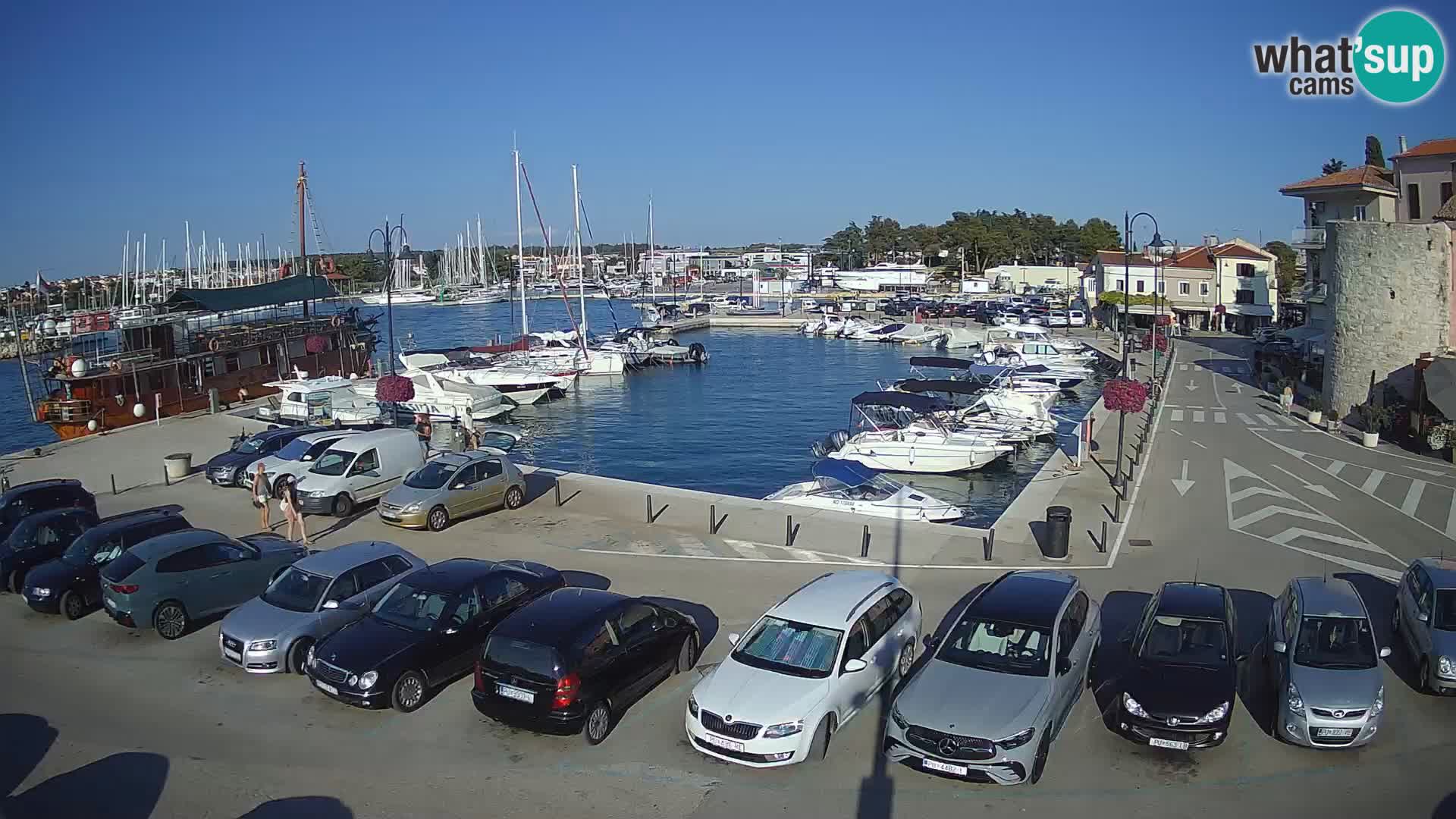 Novigrad | Porporela marina