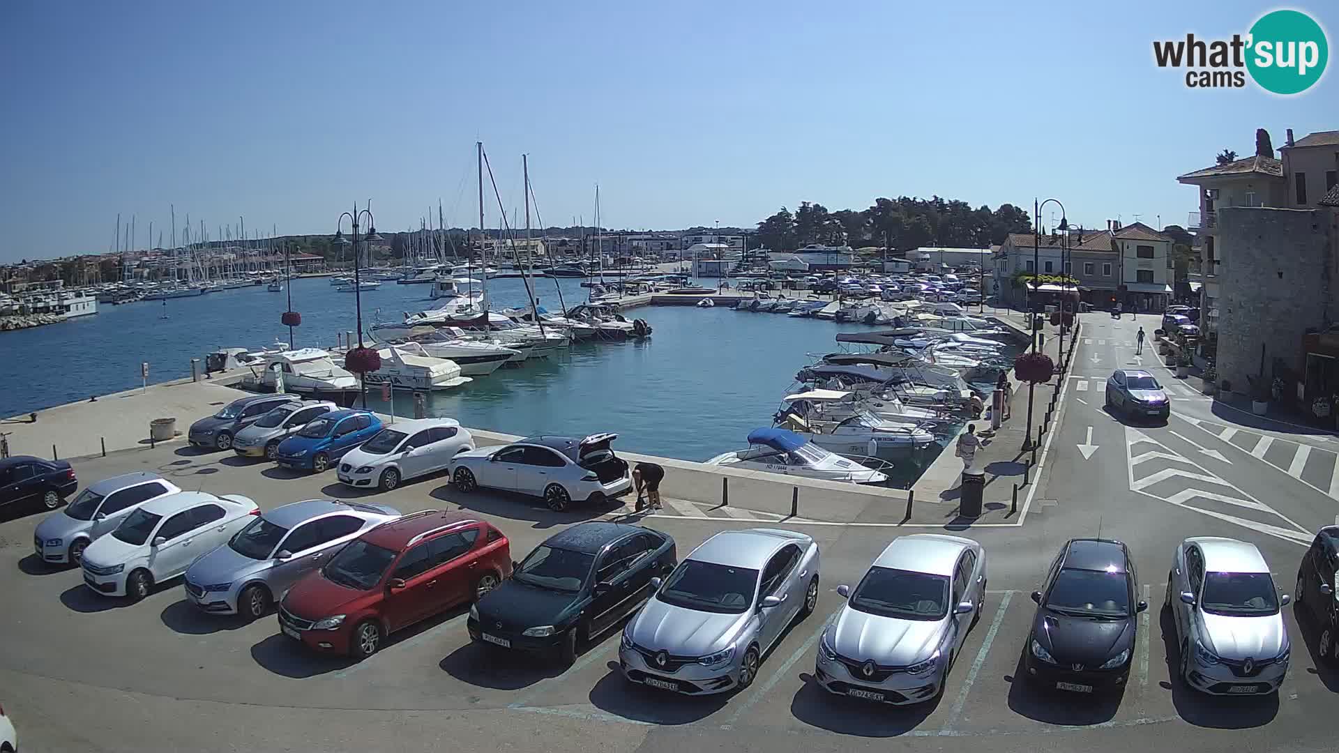 Novigrad | Porporela marina