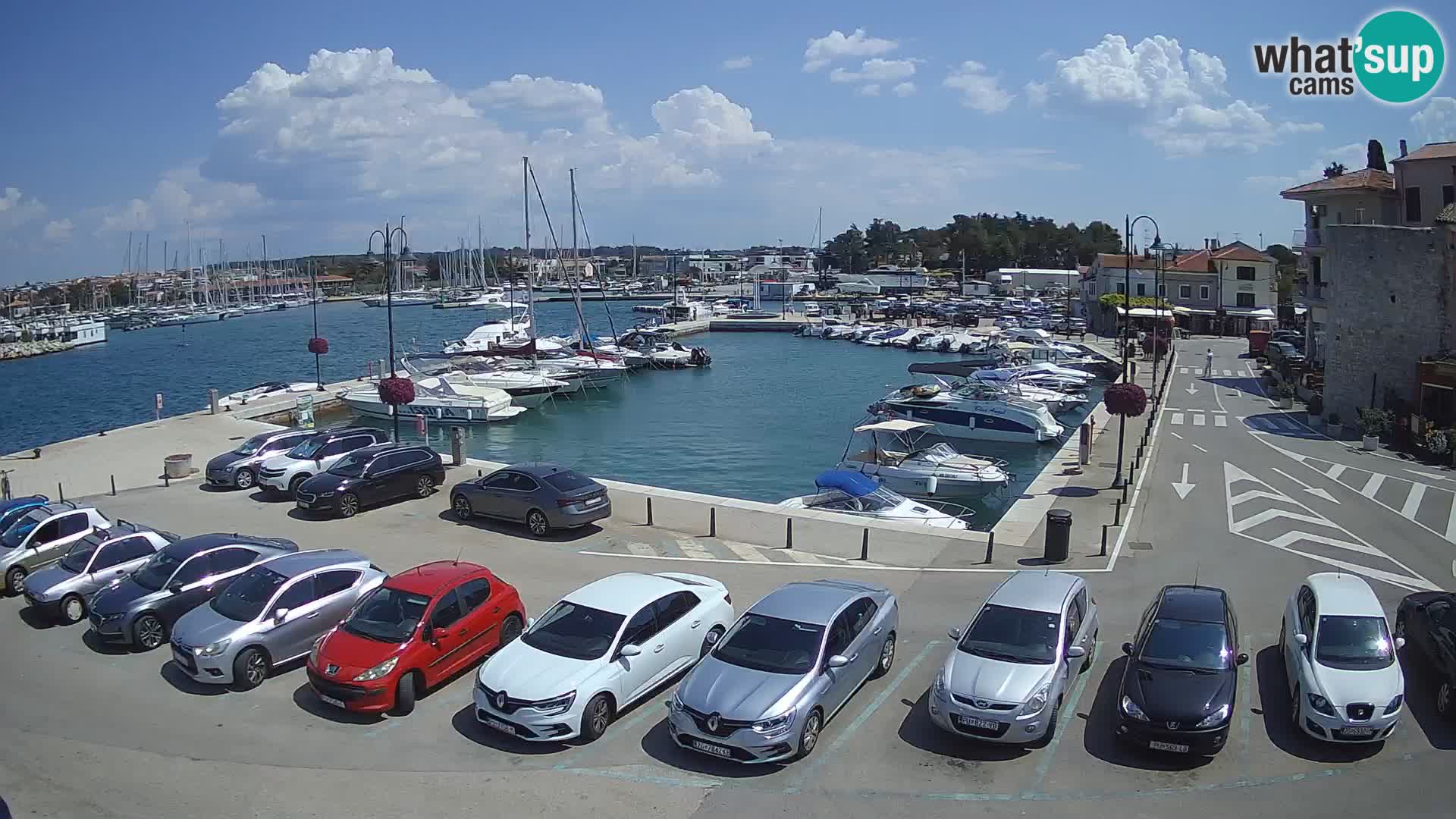 Novigrad | Porporela marina