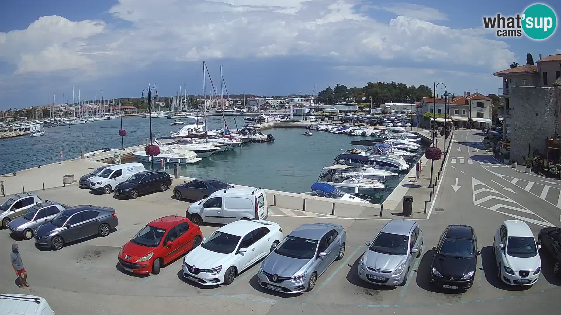 Novigrad | Porporela marina