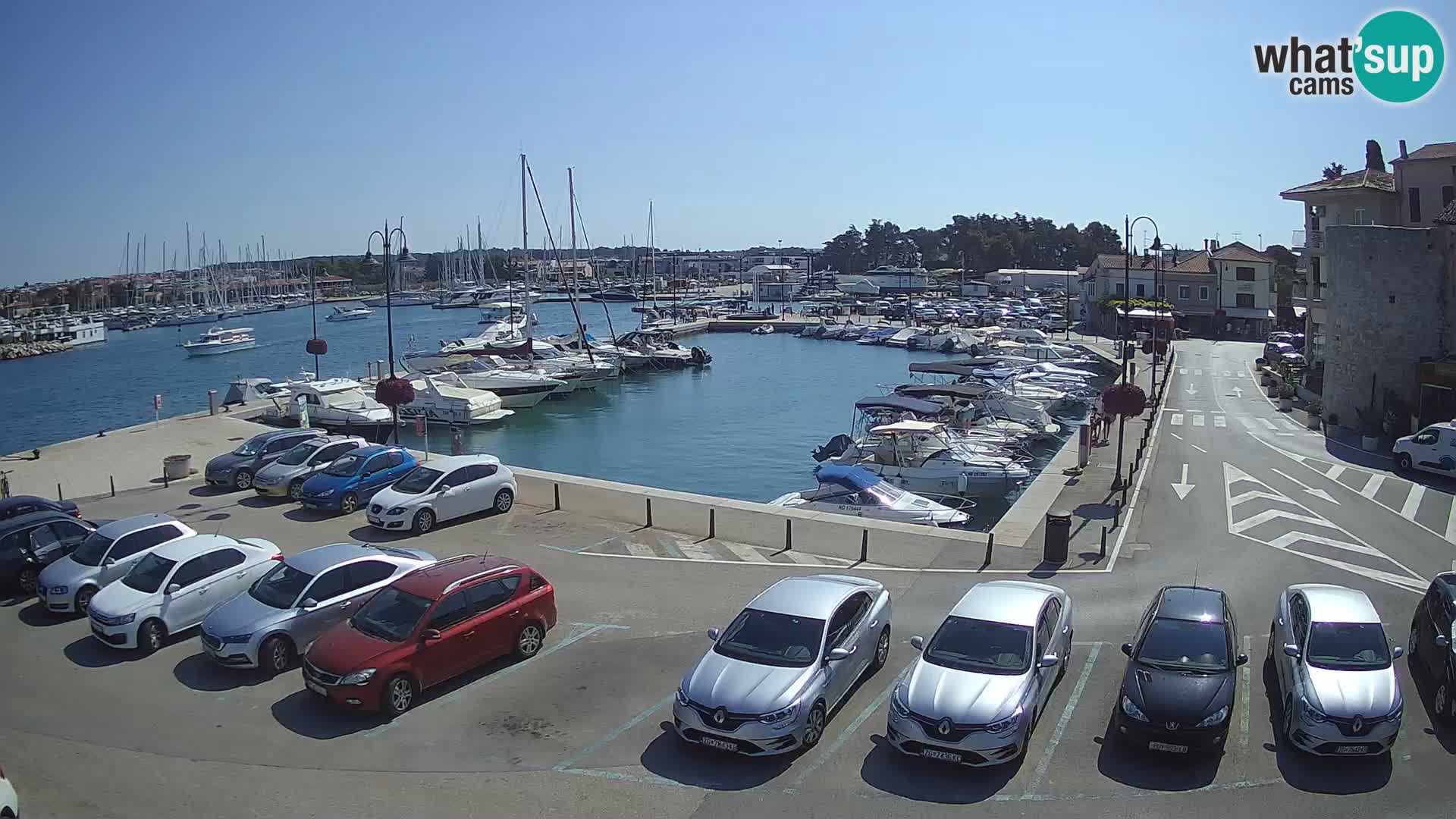 Novigrad | Porporela marina