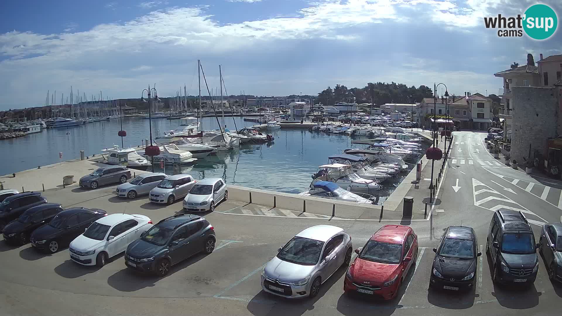 Novigrad | Porporela marina