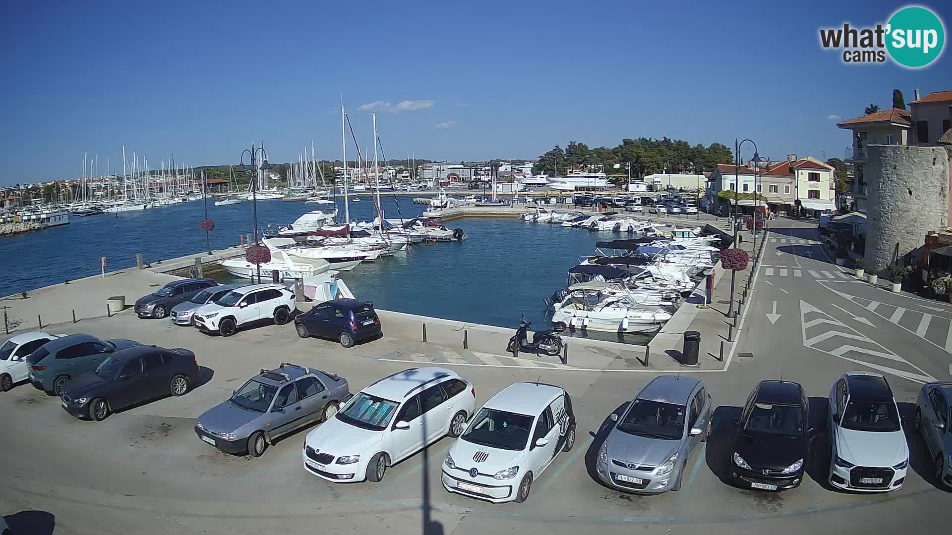 Novigrad | Porporela marina