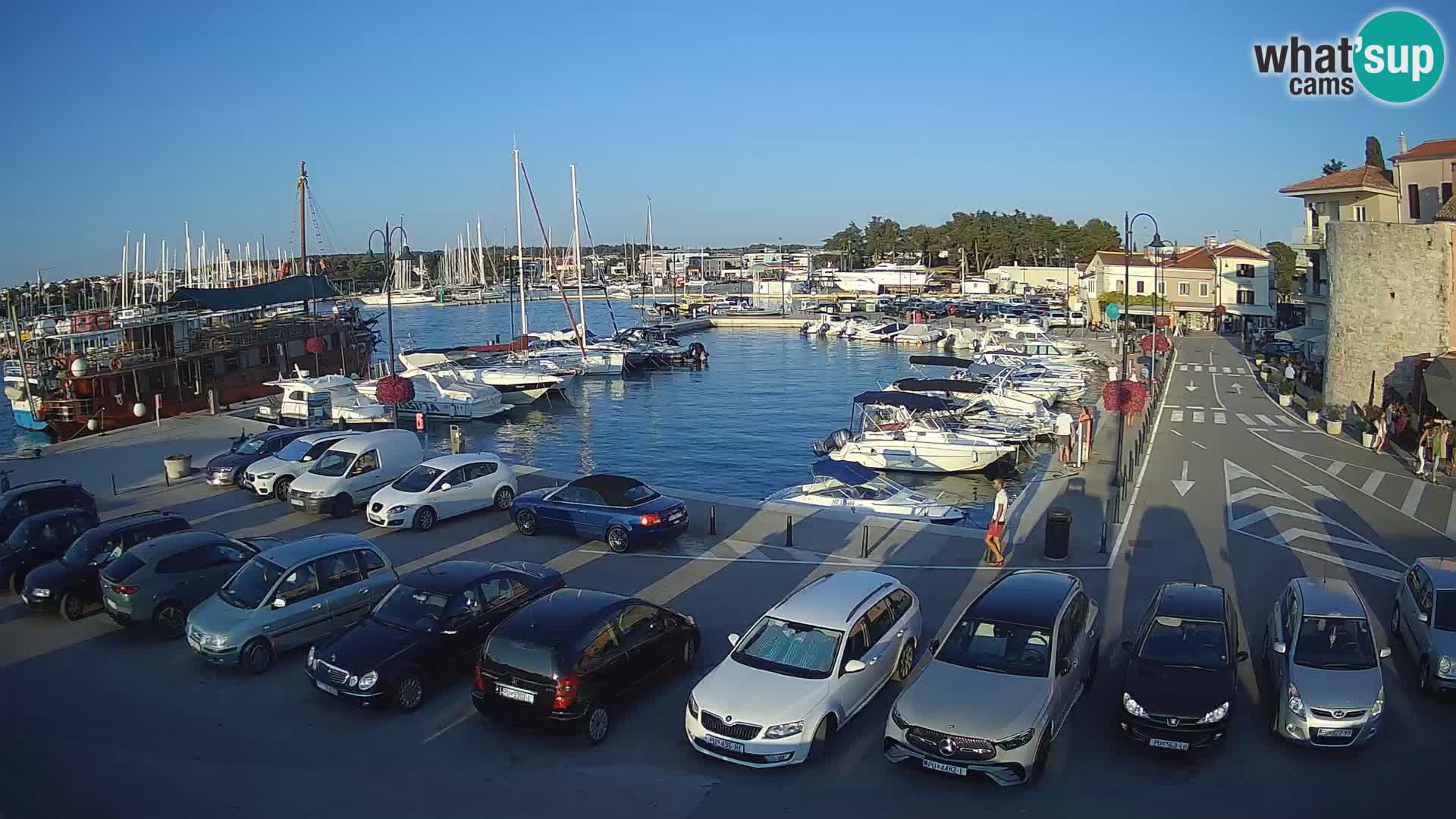Novigrad | Porporela marina