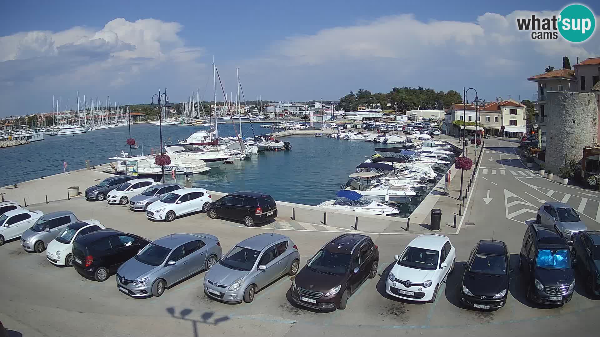 Novigrad | Porporela marina