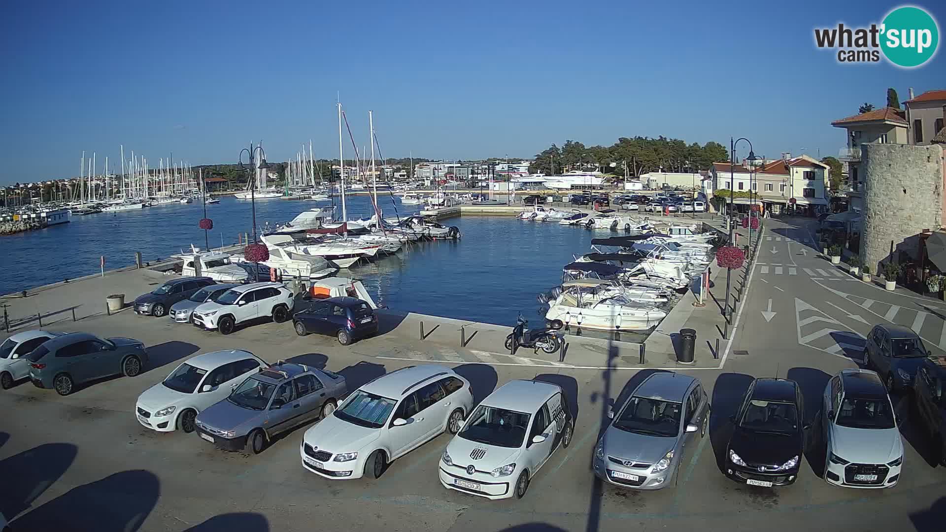 Novigrad | Porporela marina