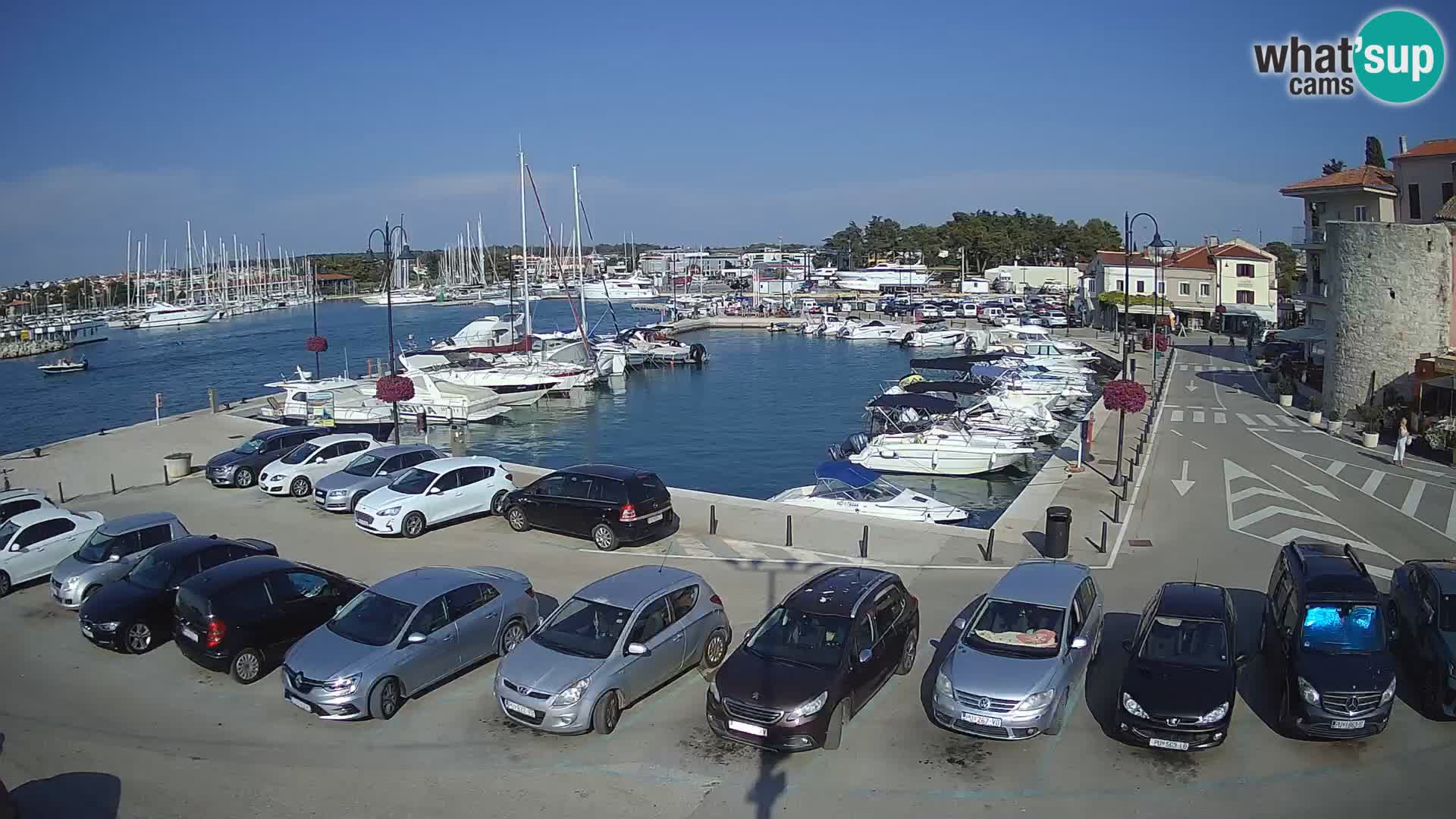 Novigrad | Porporela marina