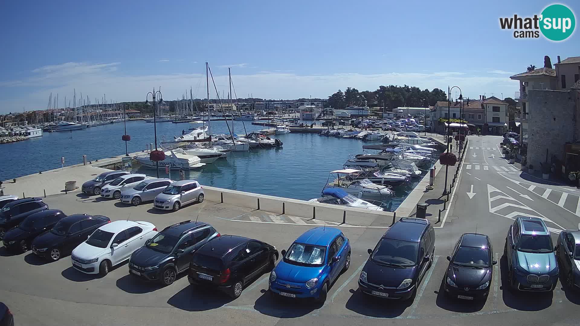 Novigrad | Porporela marina