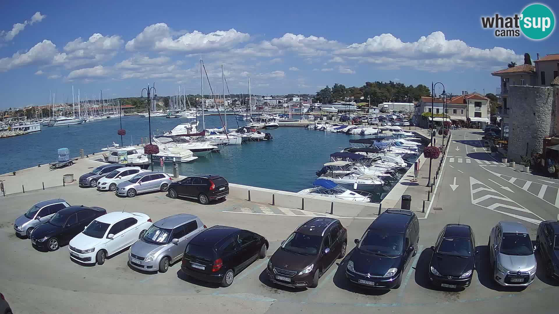 Novigrad | Porporela marina