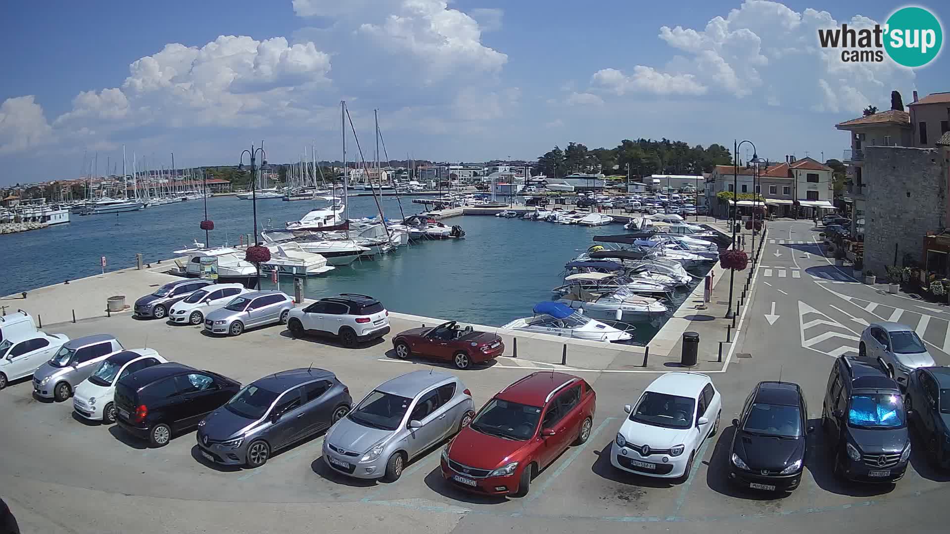 Novigrad | Porporela marina