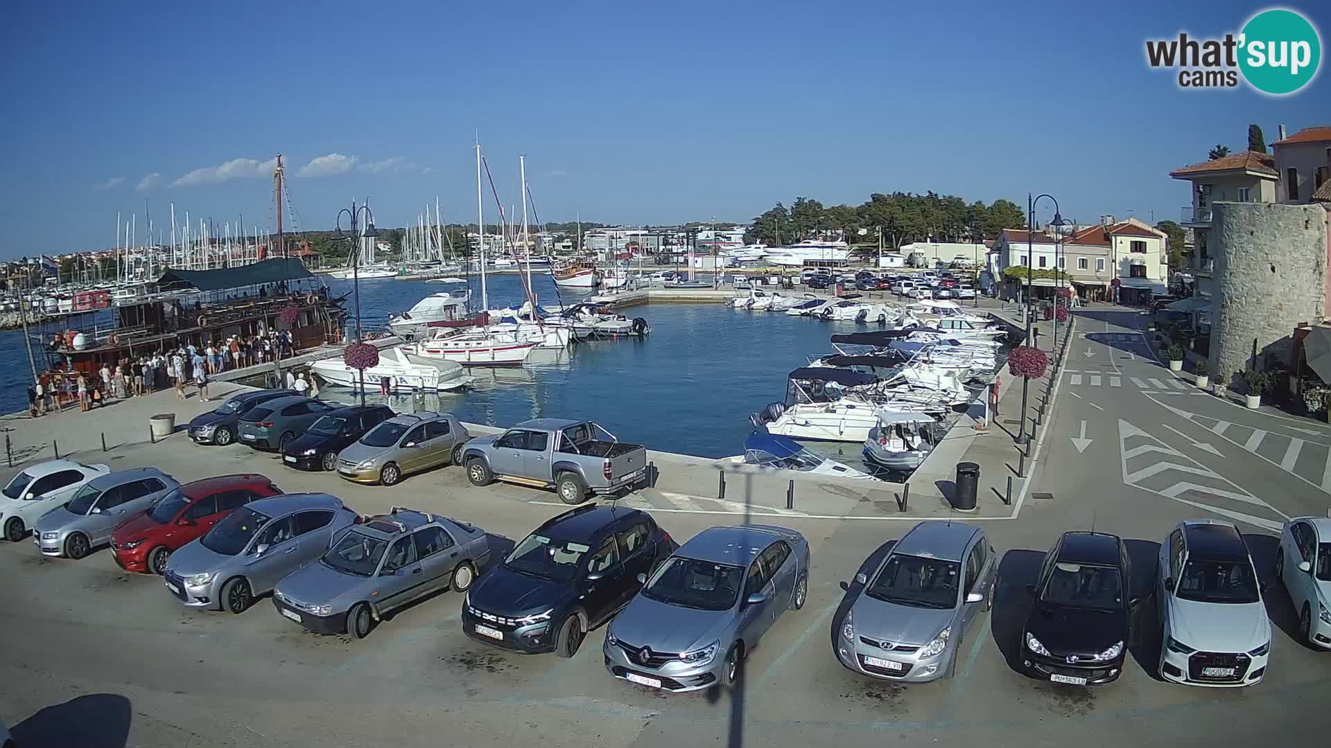 Novigrad | Porporela marina