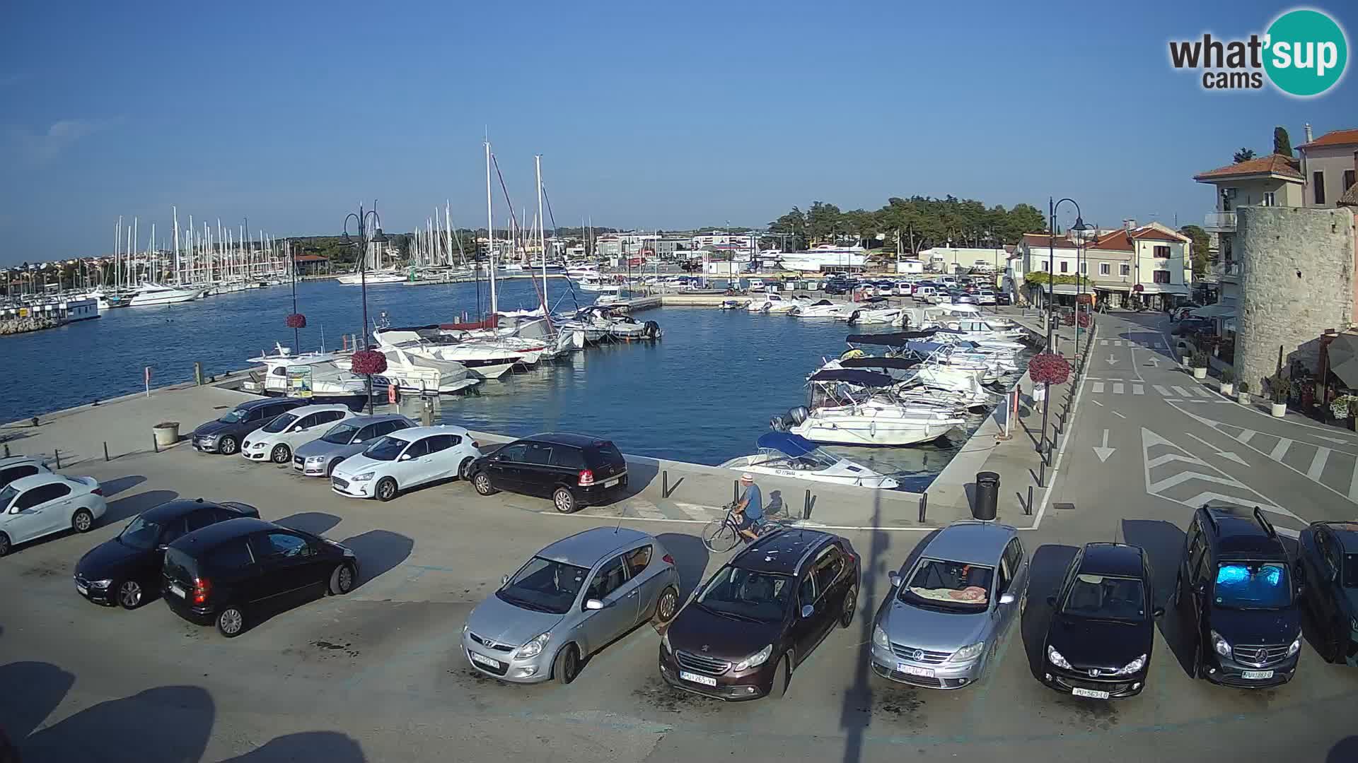 Novigrad | Porporela marina